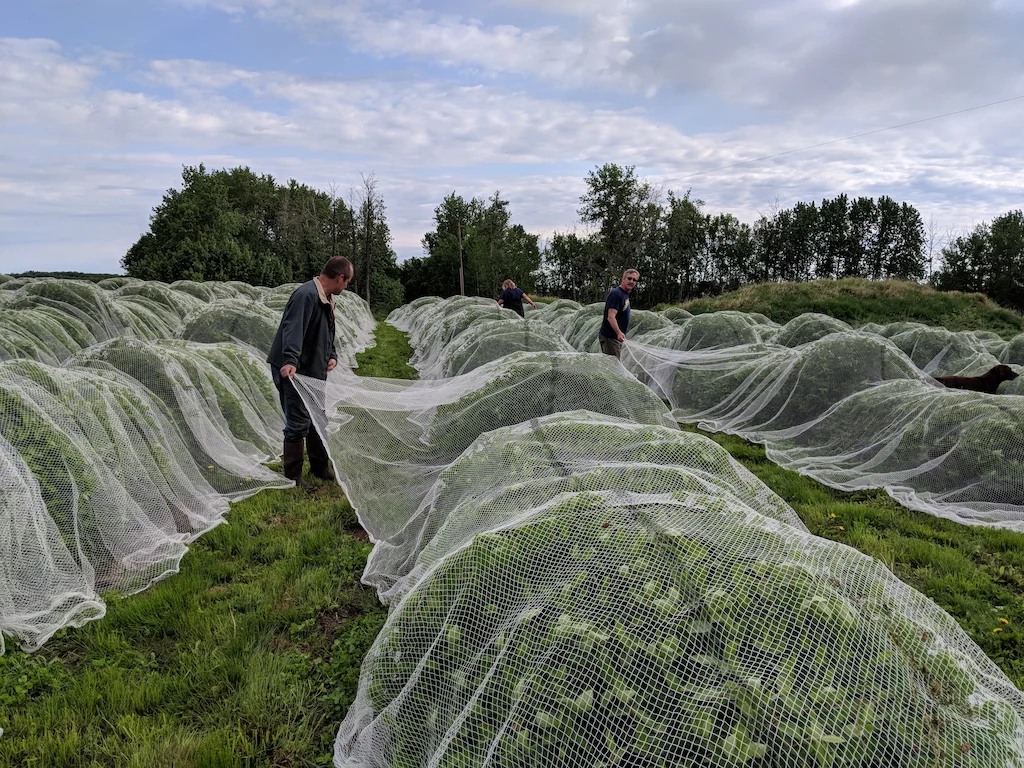 covering with nets.jpg