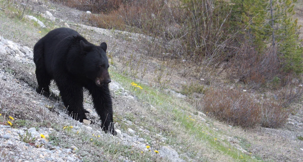 bear.jpg