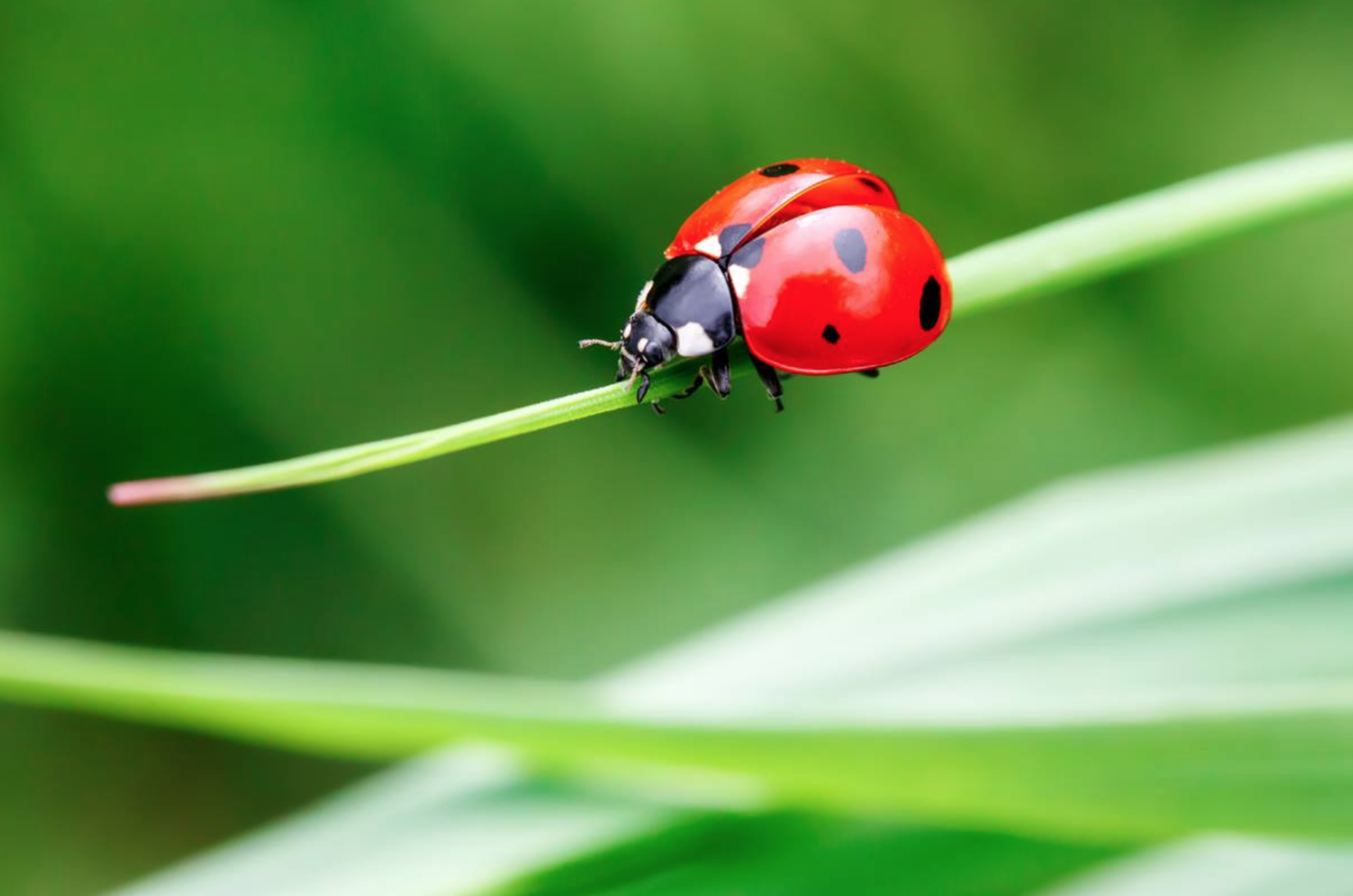 Winemaker Notes: Ladybugs: Friend or Foe?