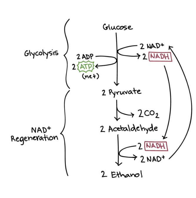 Winemaker Notes:  Why do Yeast Make Ethanol?