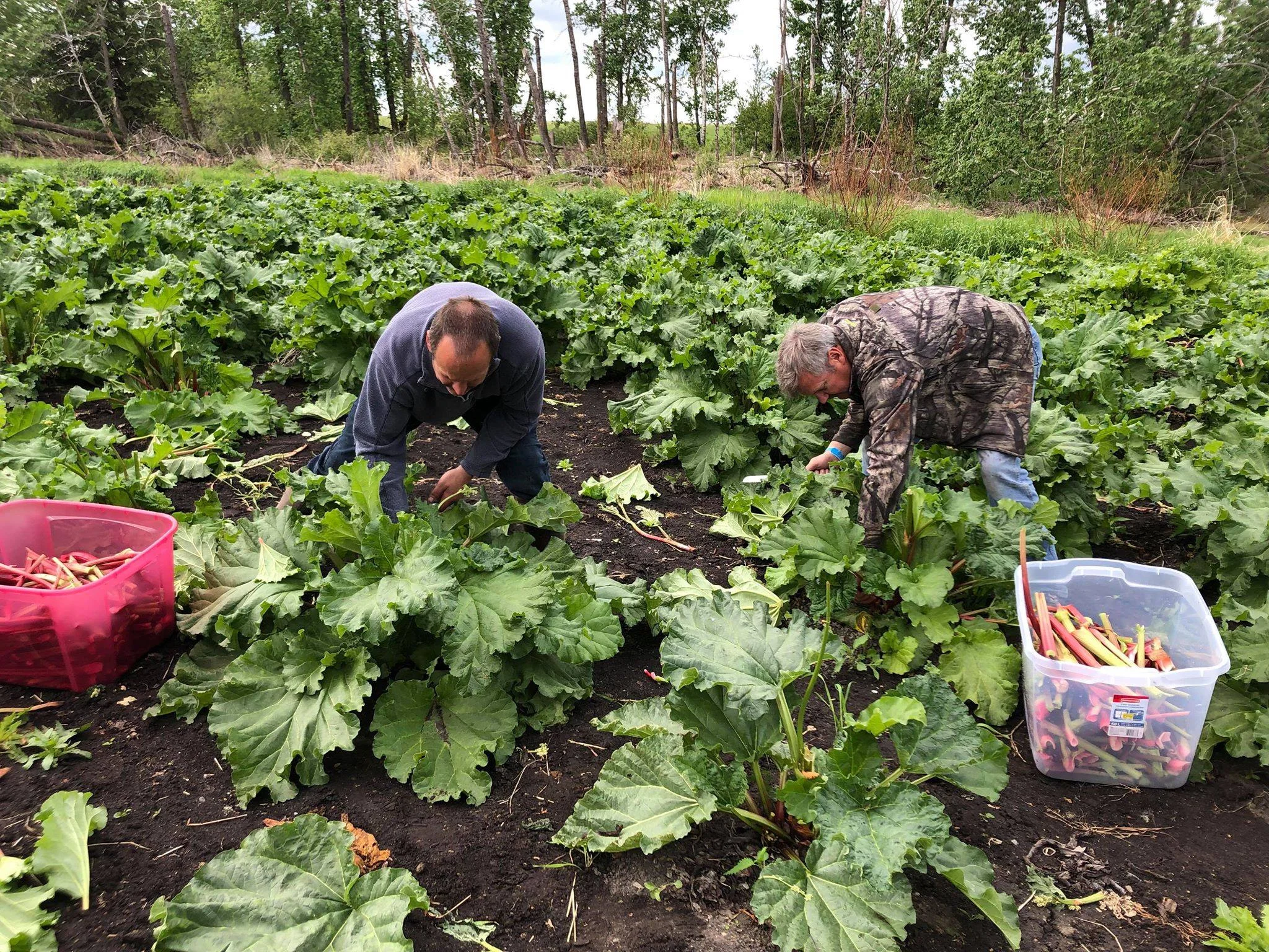 Peter and Collin Rhubarb.jpg