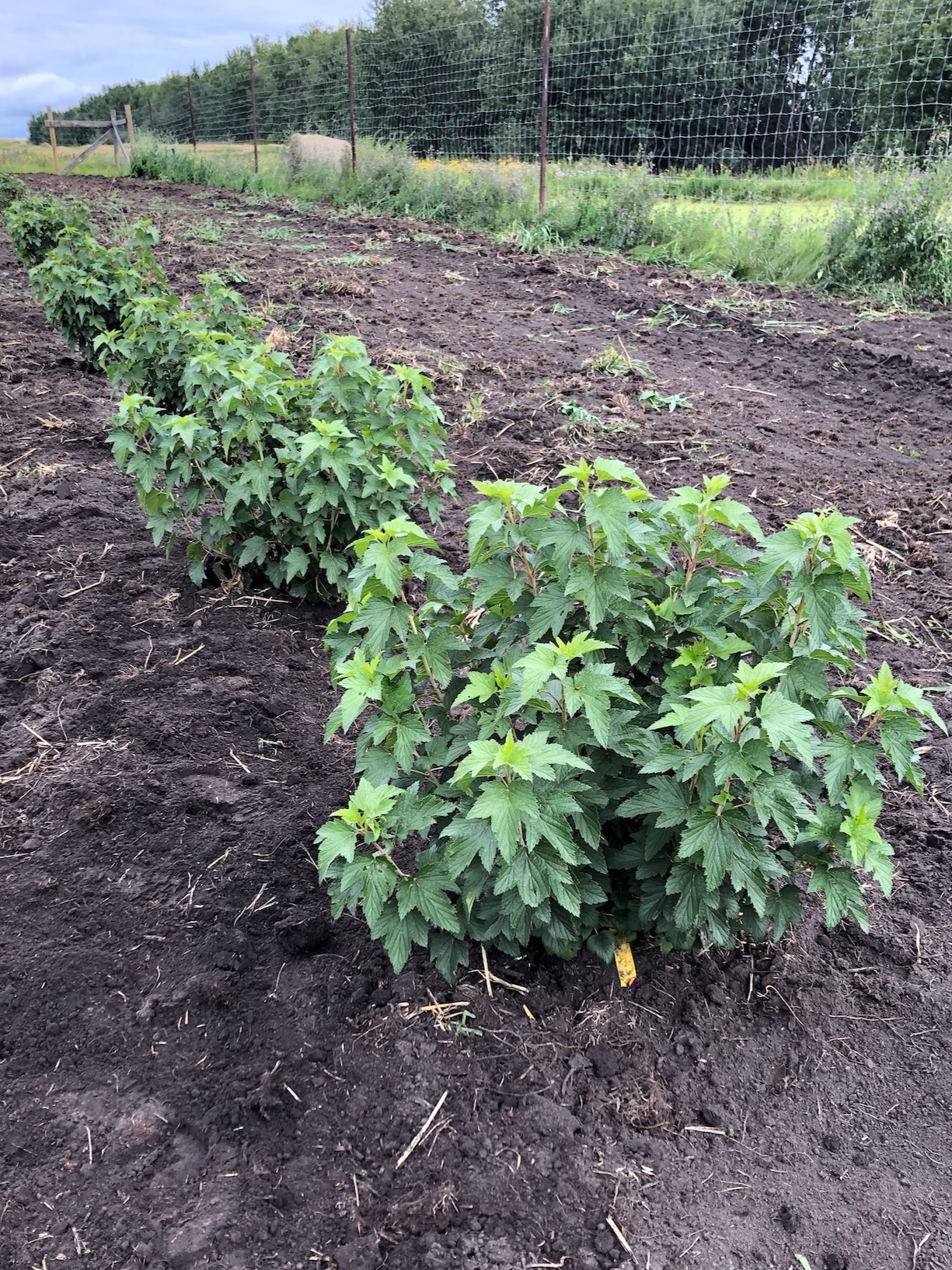 Currants+Aug+20+to+post+copy.jpg