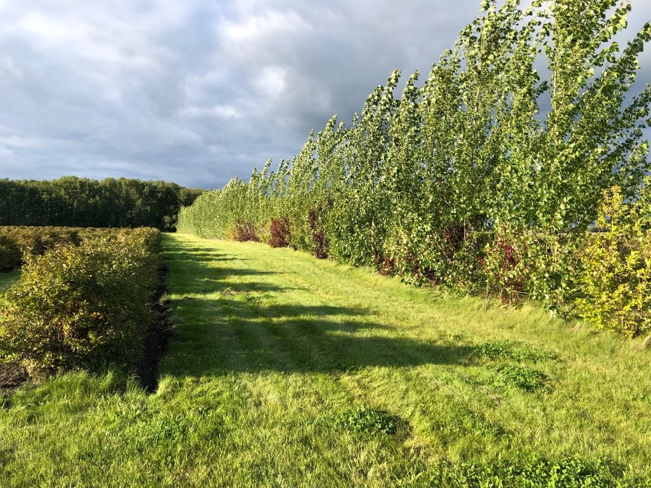haskapfallmowingcutback2019.jpg