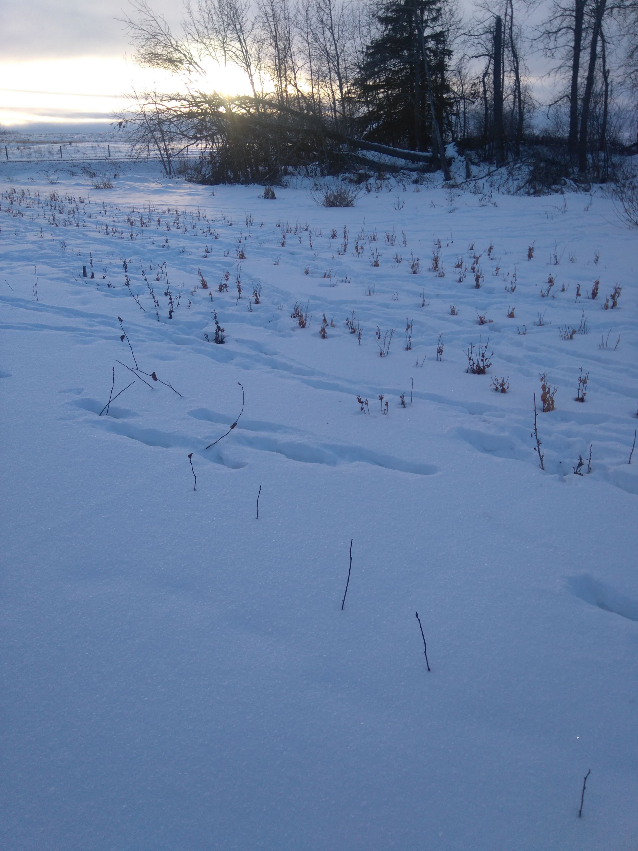 Cherries in snow.jpg