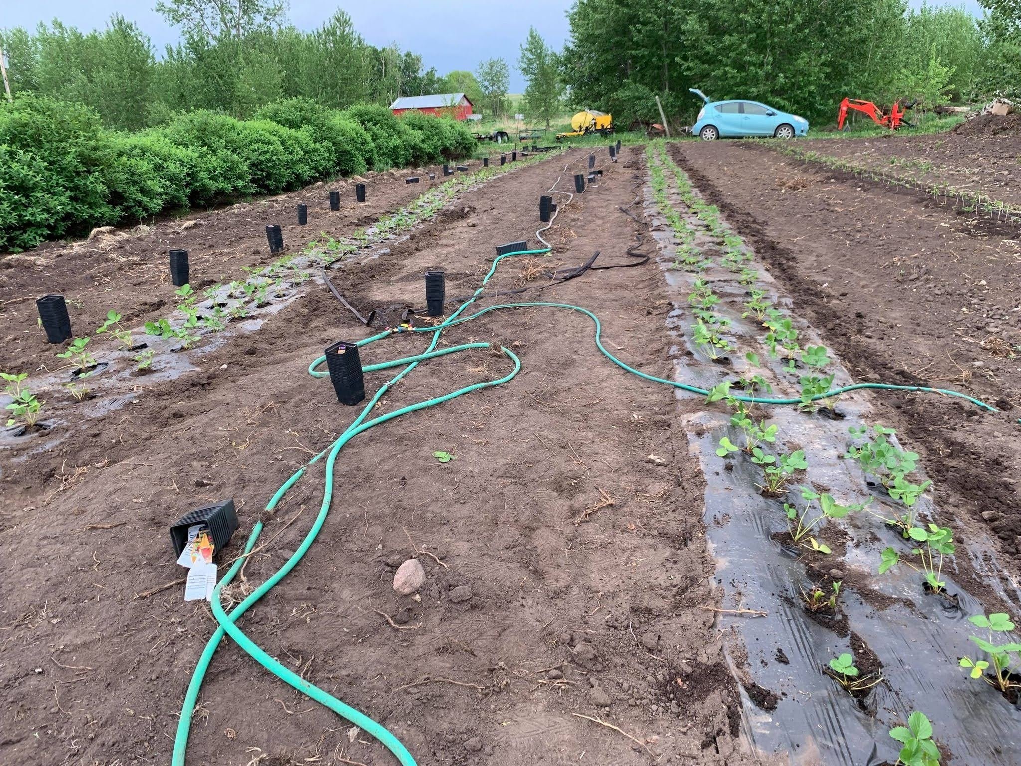 Bee & Thistle Winery Strawberry Planting.jpg