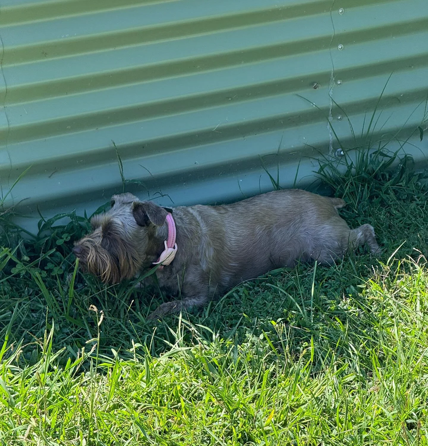 Sophie taking a break.