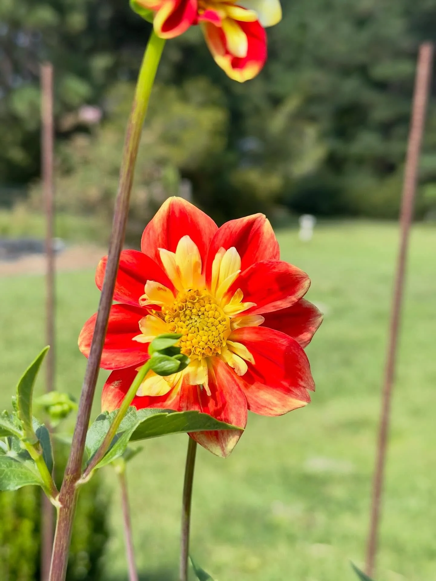 Pooh Dalia 

#gardening #flowers #plants #gardensofinstagram #gardenlife  #flowersofinstagram #nature #naturephotography #iphonephoto #iphonephotography  #dahlias #gardenphotography #greenhouse #growingagreenfinger #growingzone8a
#shotoniphone #plant