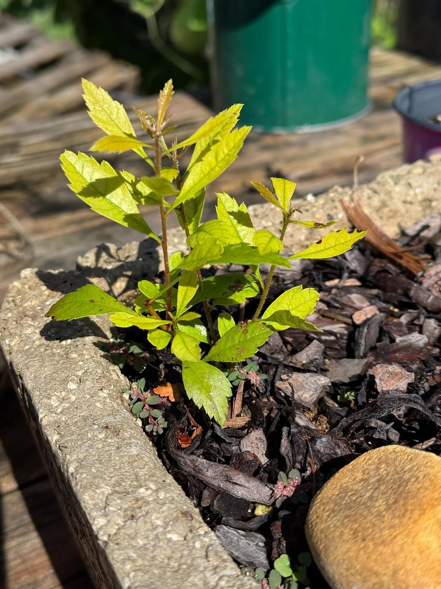 Trying my hand at a little bonsai.  Using a wax myrtle for its fast growth. 

#gardening #flowers #plants #gardensofinstagram #gardenlife  #flowersofinstagram #nature #naturephotography #iphonephoto #iphonephotography  #dahlias #gardenphotography #gr