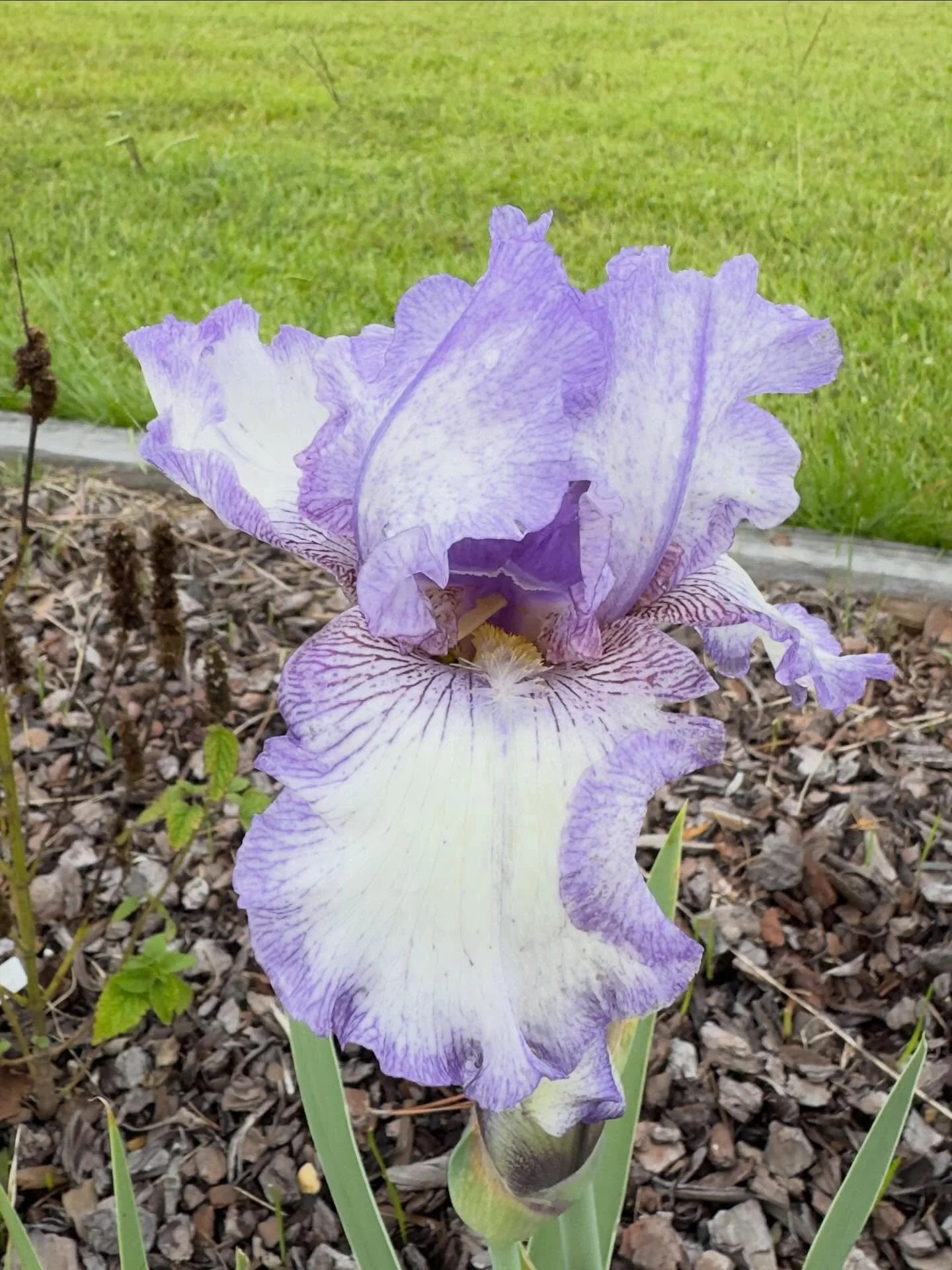 Earl of Essex iris. The didn&rsquo;t think it bloomed n the fall. 🤷&zwj;♂️

#gardening #flowers #plants #gardensofinstagram #gardenlife  #flowersofinstagram #nature #naturephotography #iphonephoto #iphonephotography  #dahlias #gardenphotography #gre
