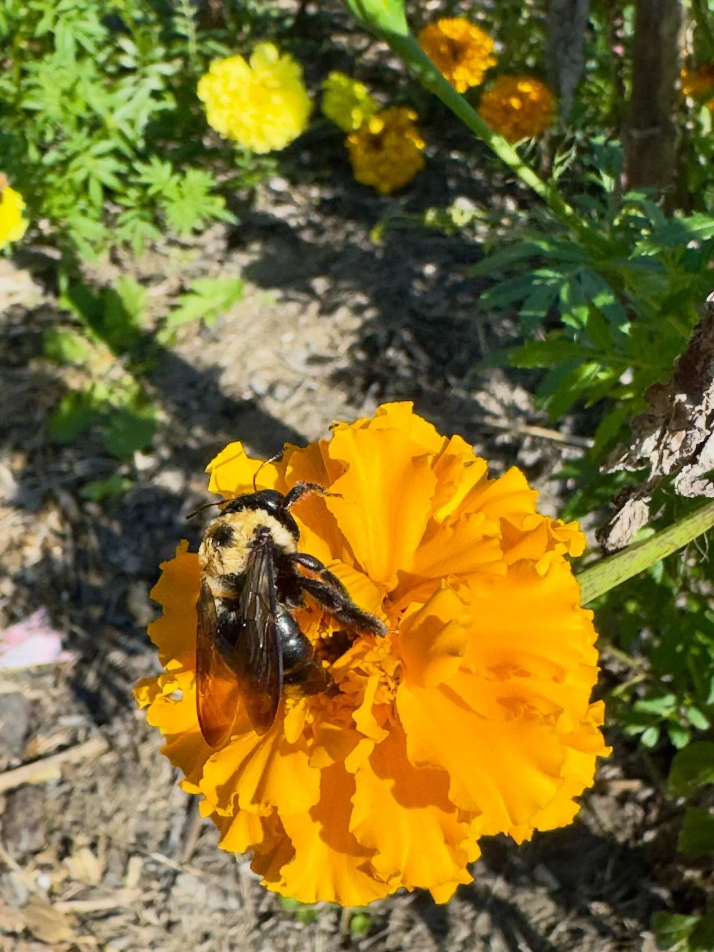 Still working

#gardening #flowers #plants #gardensofinstagram #gardenlife  #flowersofinstagram #nature #naturephotography #iphonephoto #iphonephotography  #dahlias #gardenphotography #greenhouse #growingagreenfinger #growingzone8a
#shotoniphone #pla