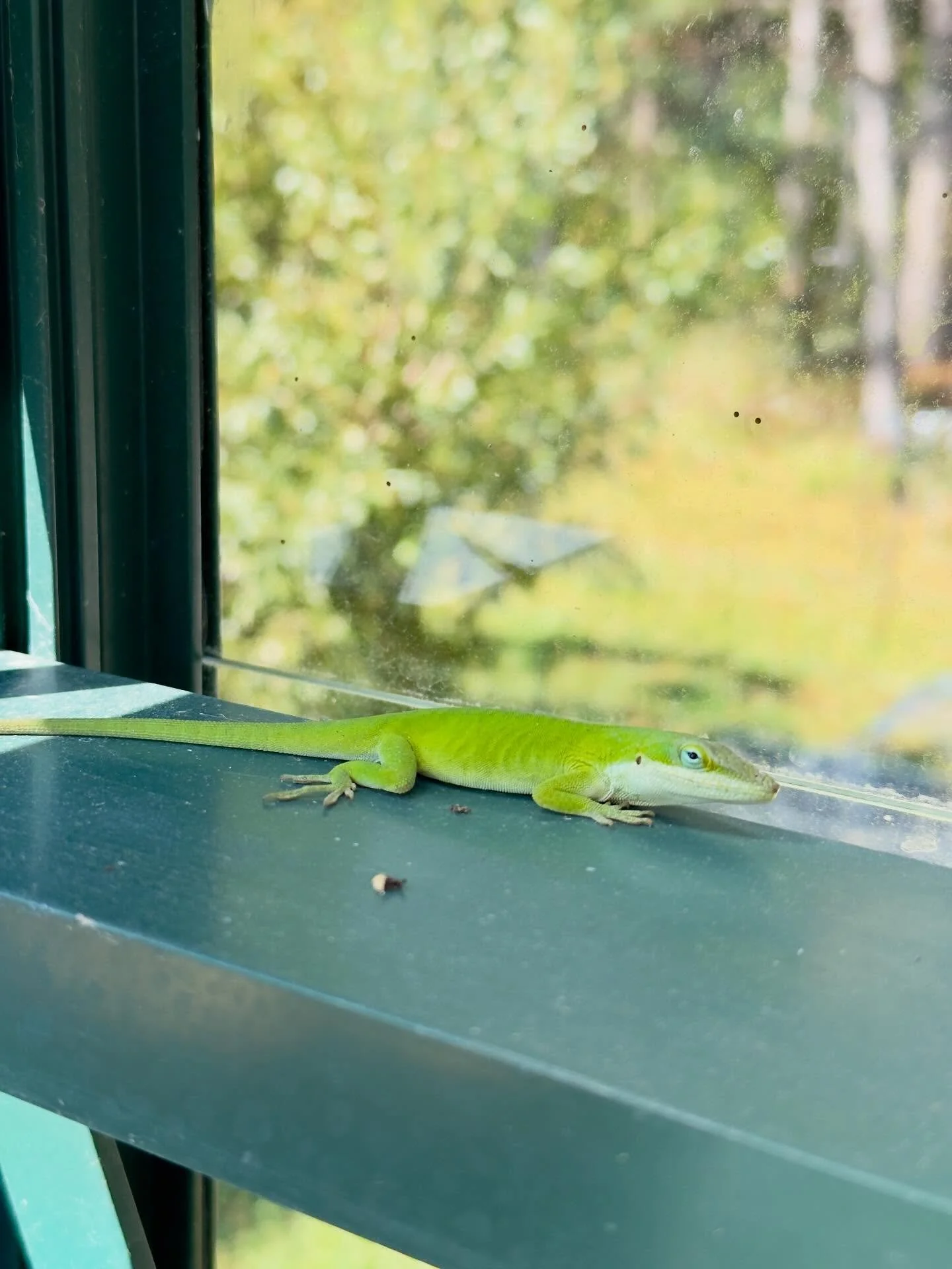 Harry has returned to the greenhouse for the winter
