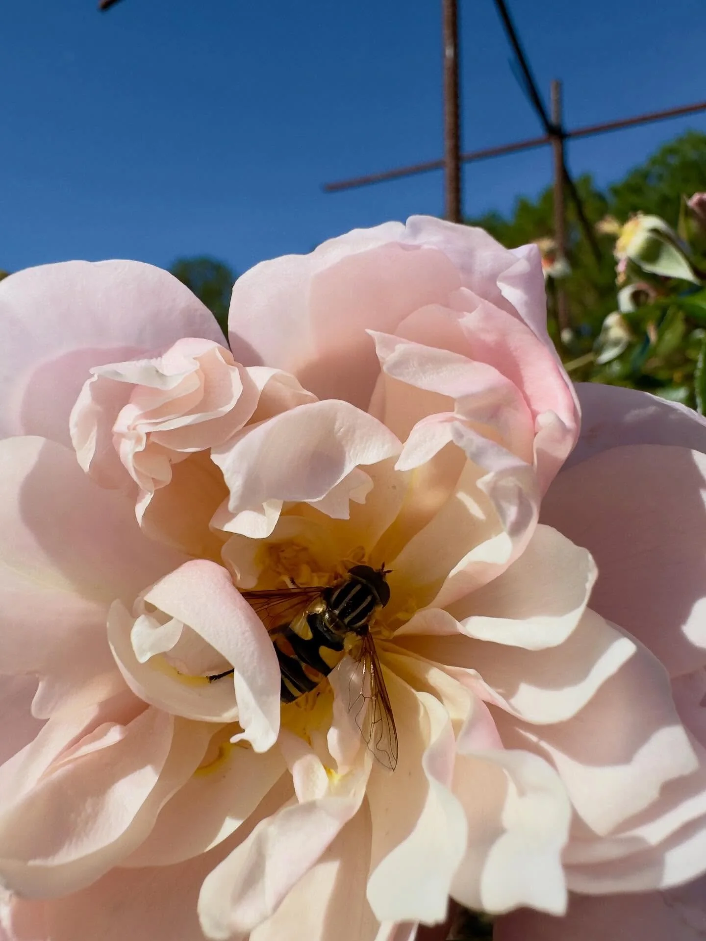 Enjoying the rose

#gardening #flowers #plants #gardensofinstagram #gardenlife  #flowersofinstagram #nature #naturephotography #iphonephoto #iphonephotography  #dahlias #gardenphotography #greenhouse #growingagreenfinger #growingzone8a
#shotoniphone 