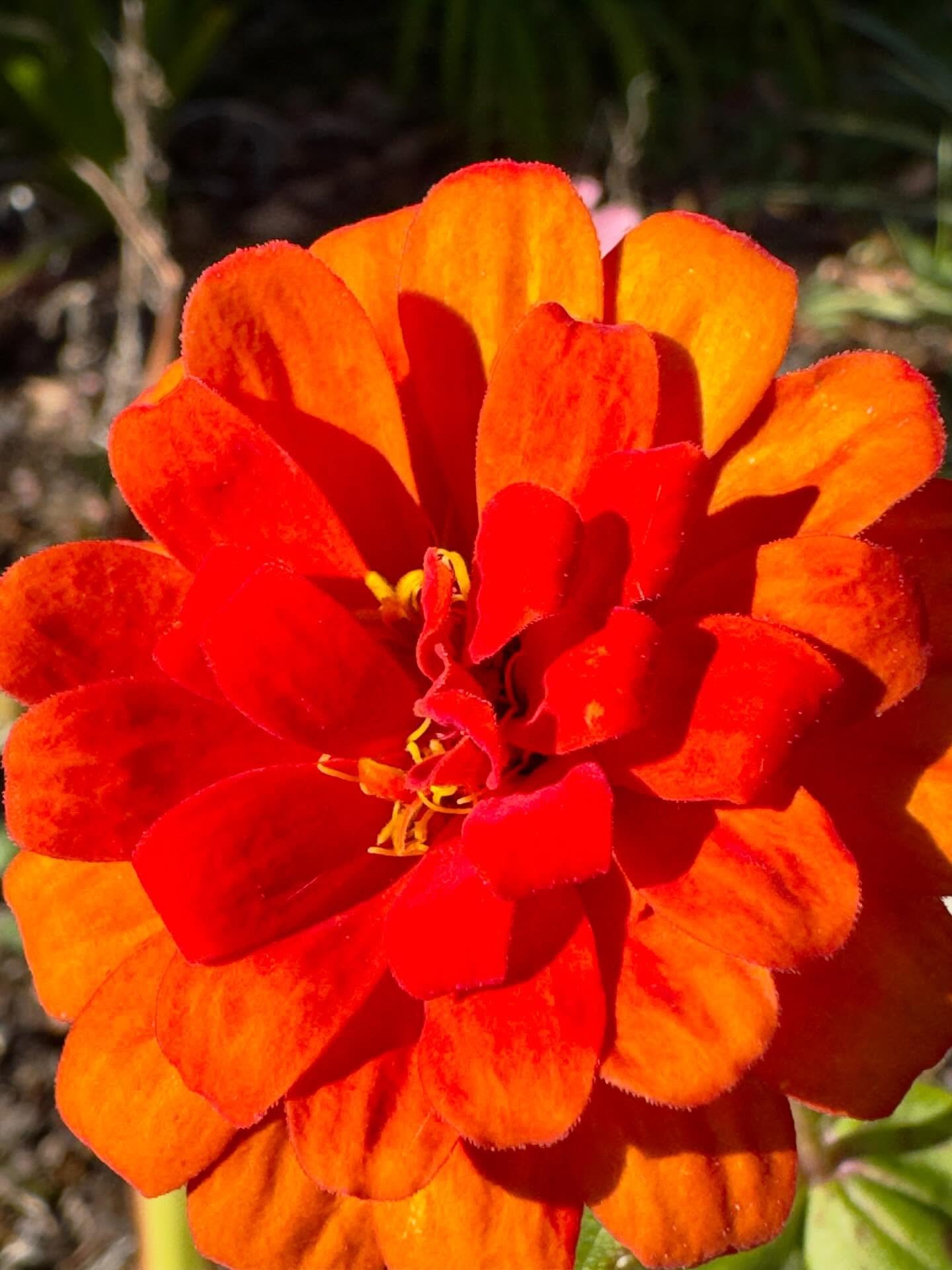 Happy Tuesday 

#gardening #flowers #plants #gardensofinstagram #gardenlife  #flowersofinstagram #nature #naturephotography #iphonephoto #iphonephotography  #dahlias #gardenphotography #greenhouse #growingagreenfinger #growingzone8a
#shotoniphone #pl
