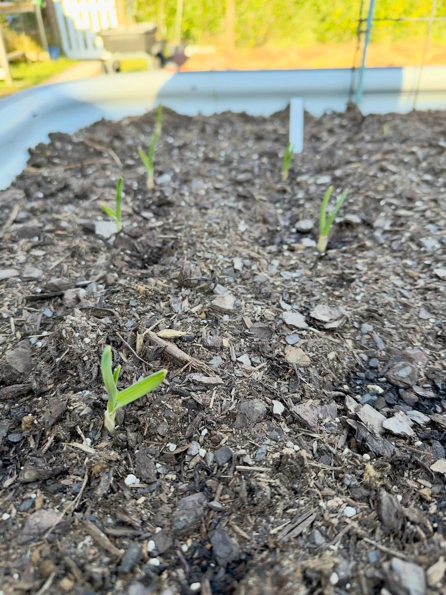 The garlic grows