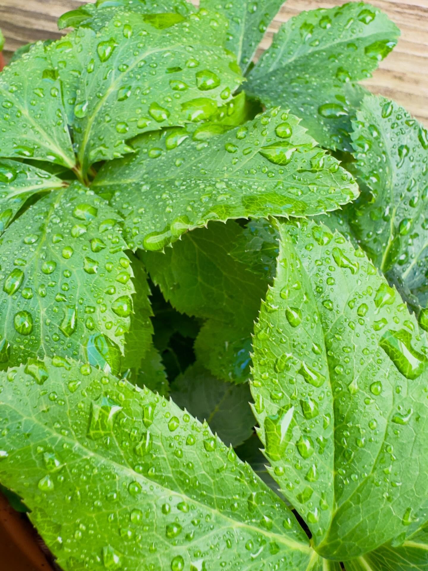 Hellebore leaves

#gardening #flowers #plants #gardensofinstagram #gardenlife  #flowersofinstagram #nature #naturephotography #iphonephoto #iphonephotography  #dahlias #gardenphotography #greenhouse #growingagreenfinger #growingzone8a
#shotoniphone #