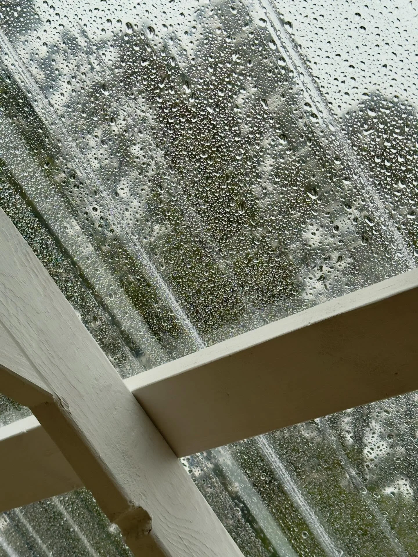 No leaks yet in the potting shed roof 🤞