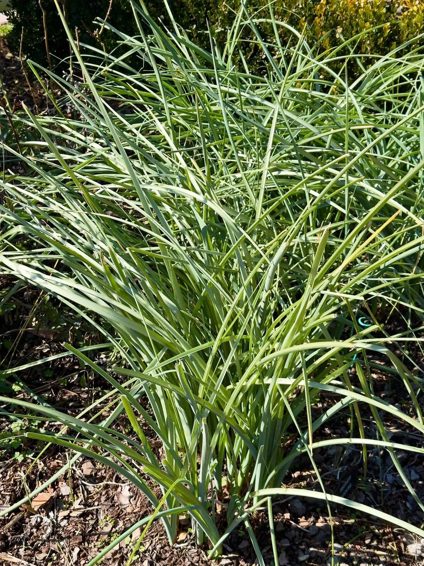 Dutch iris getting ready for spring. I wonder if they have seen the recent forecast? 🥶❄️🌨️