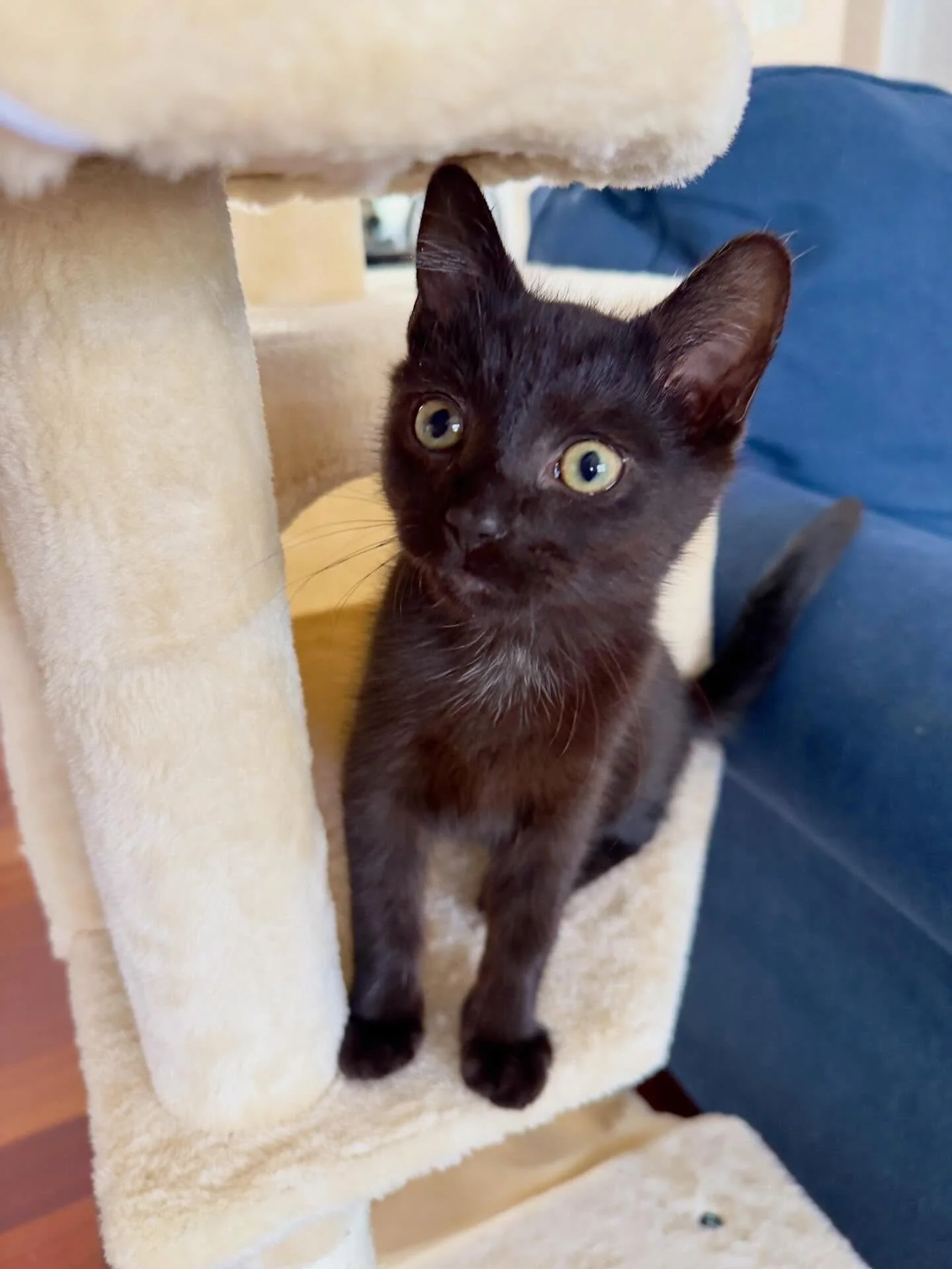 My little rescue is growing up fast