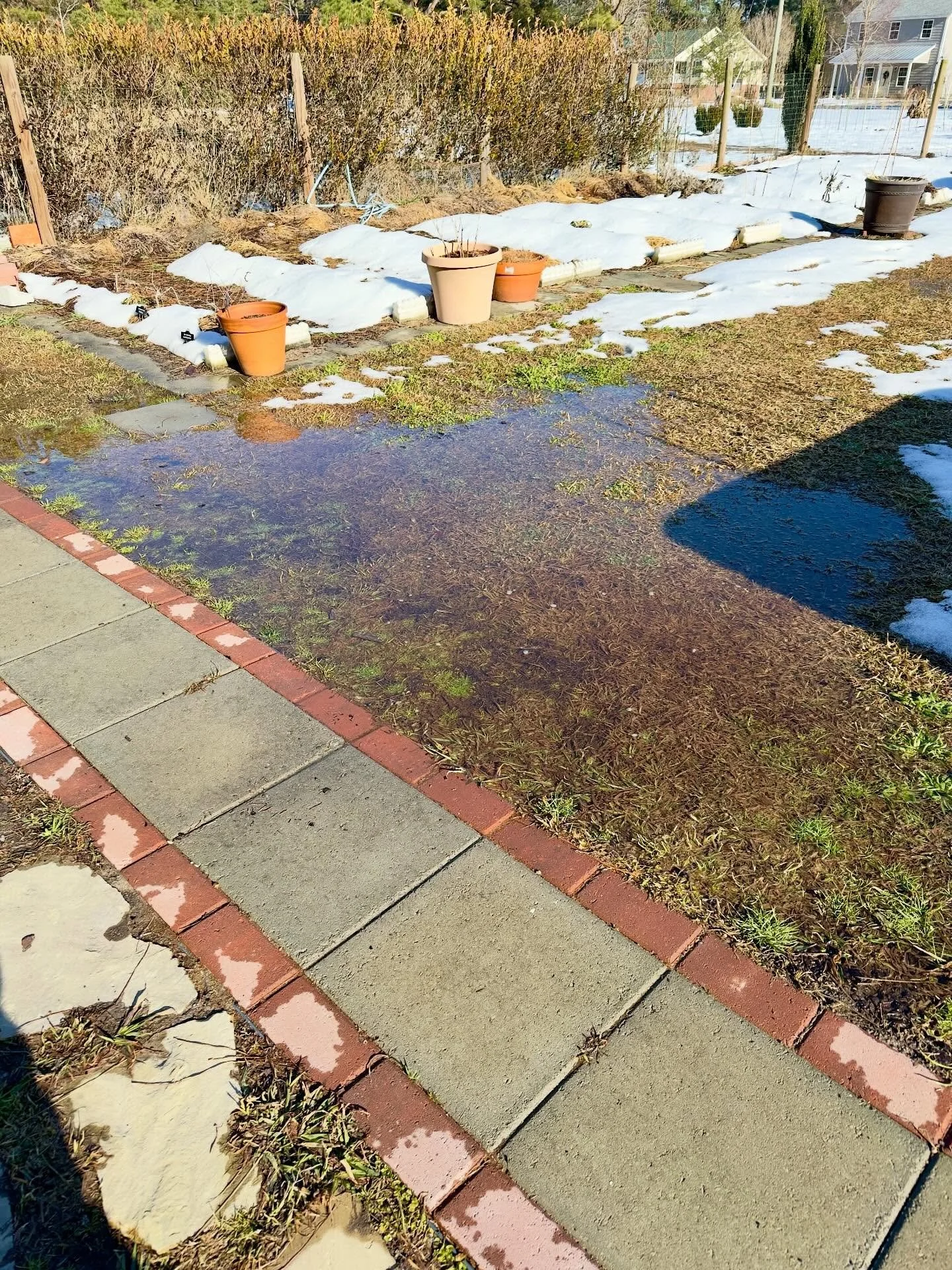 The snow is rapidly melting and leaving puddles all over the garden