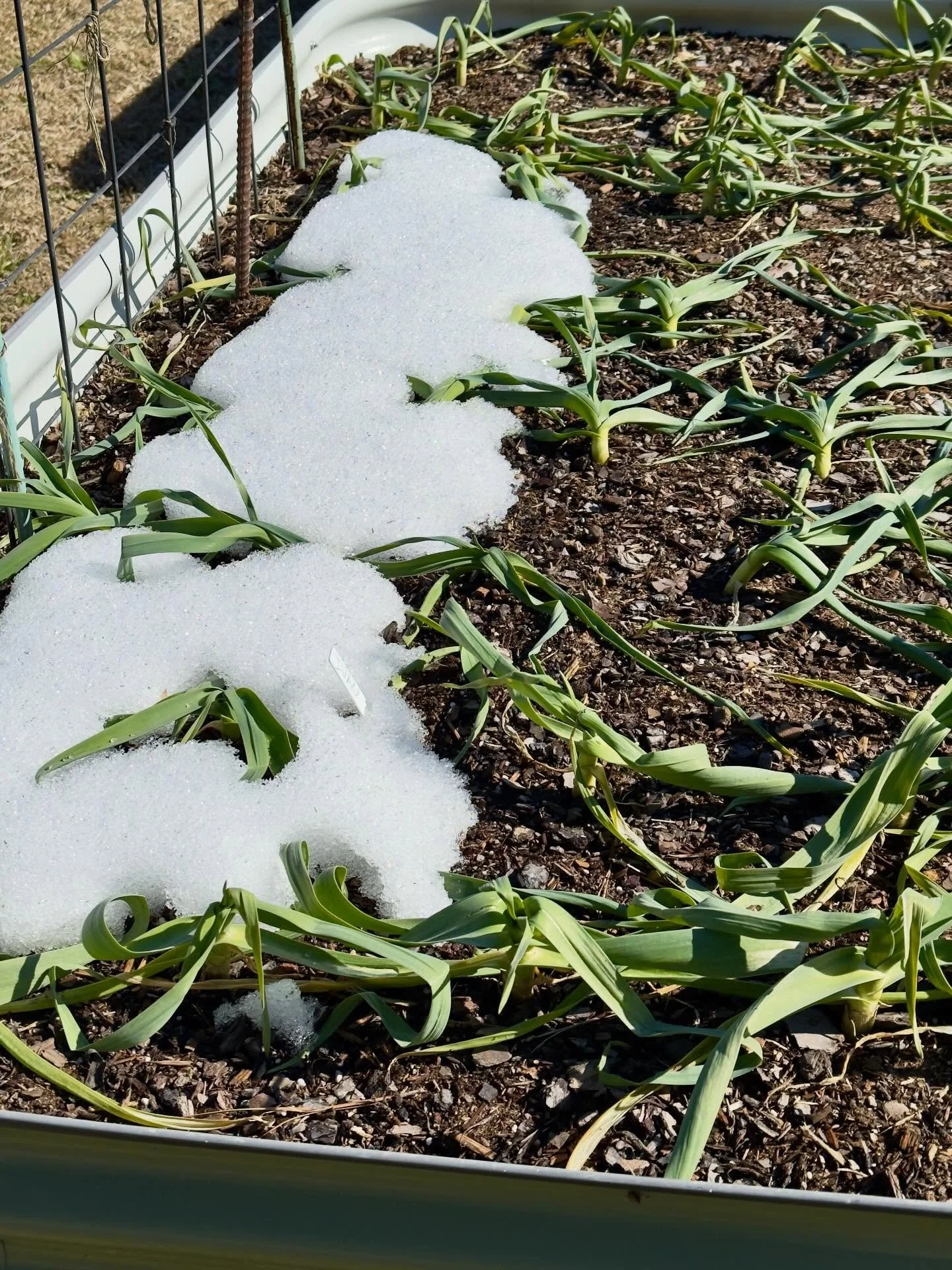 The snow is almost fully melted off my garlic 🧄