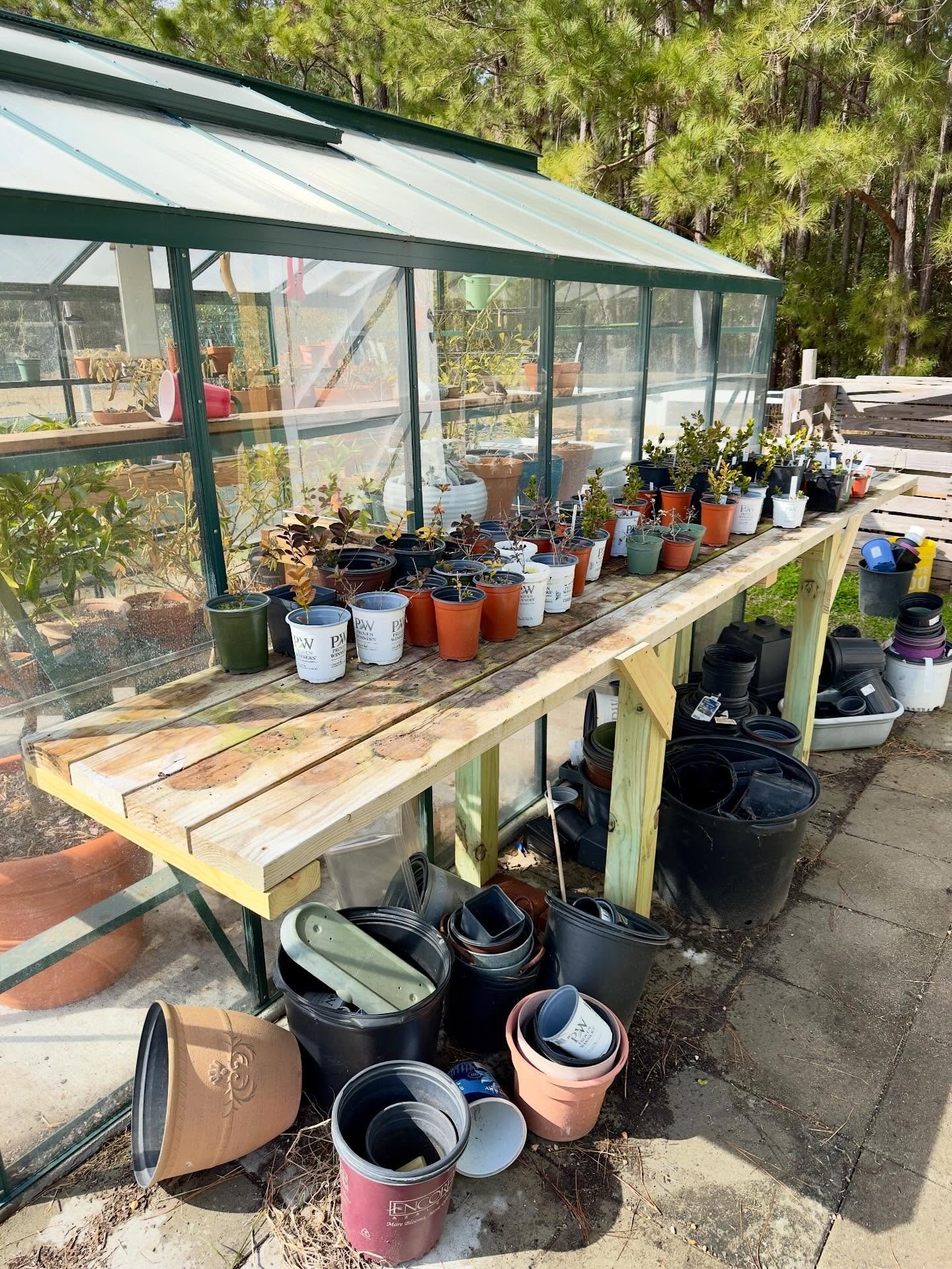Newish staging table with various shrub cuttings. Yes, I need to cleanup the pots underneath.