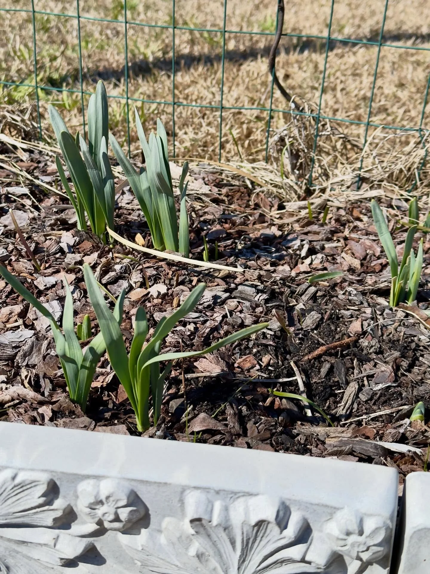 Daffodils starting to push up 😁