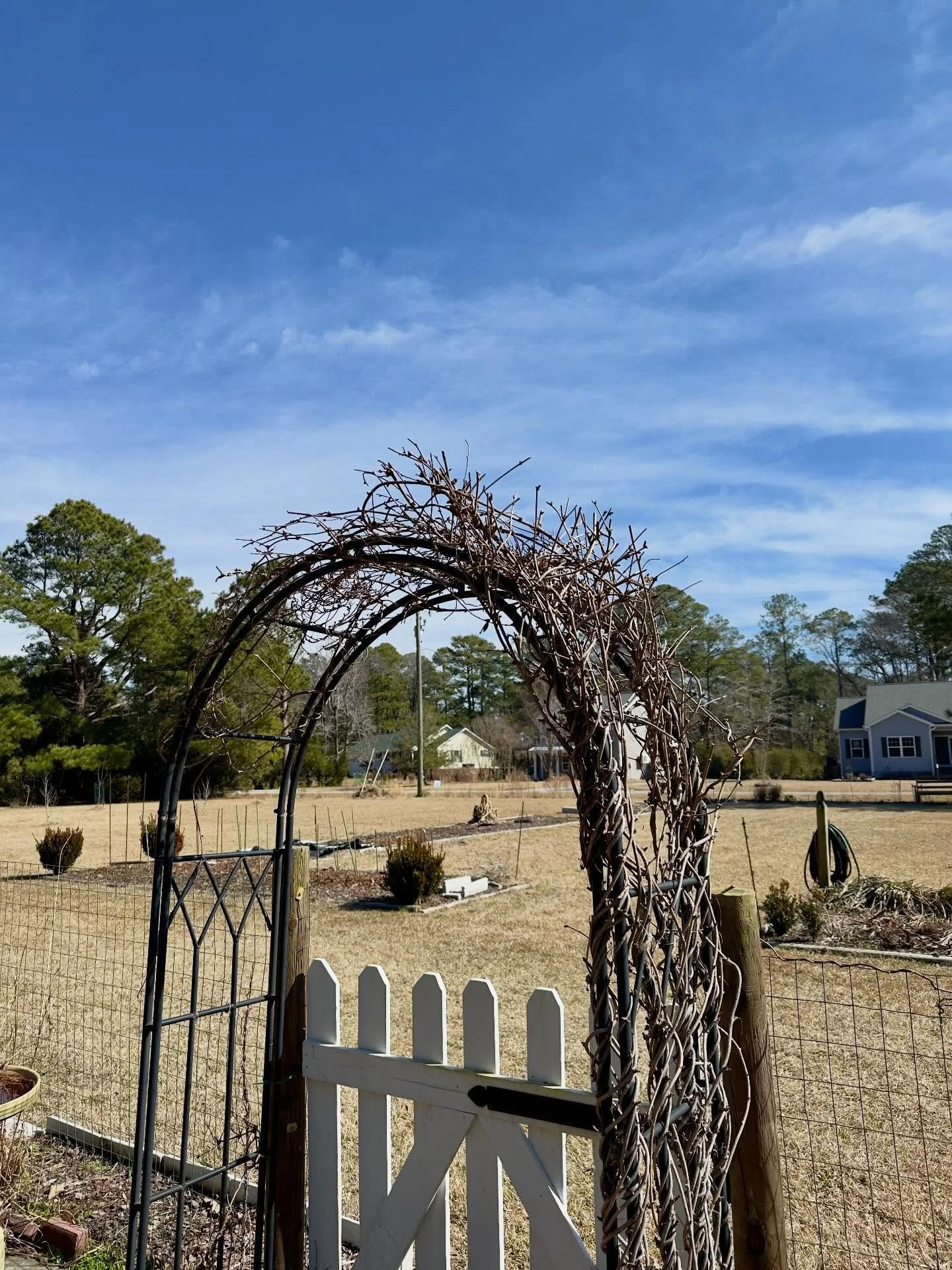 Just gave the chocolate vine a hair cut