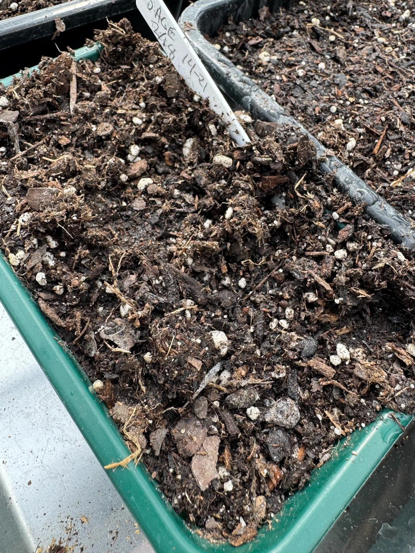 Something is eating the seeds out of my trays n the greenhouse.  I suspect a bird.  This has happened to a few trays now. Frustrating waste of time and money.