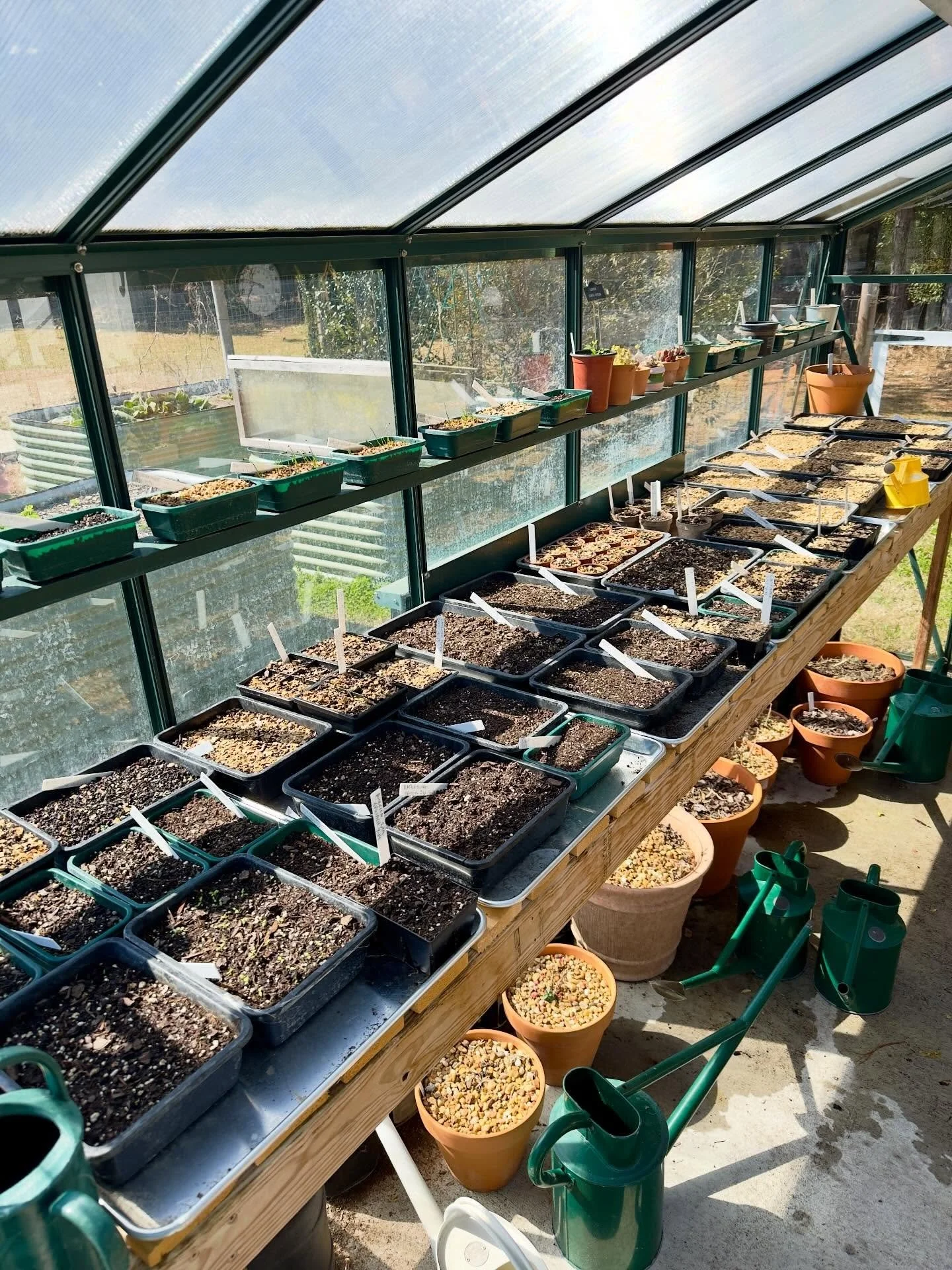 The greenhouse bench is full!  Up potting will begin in 2-3 weeks.