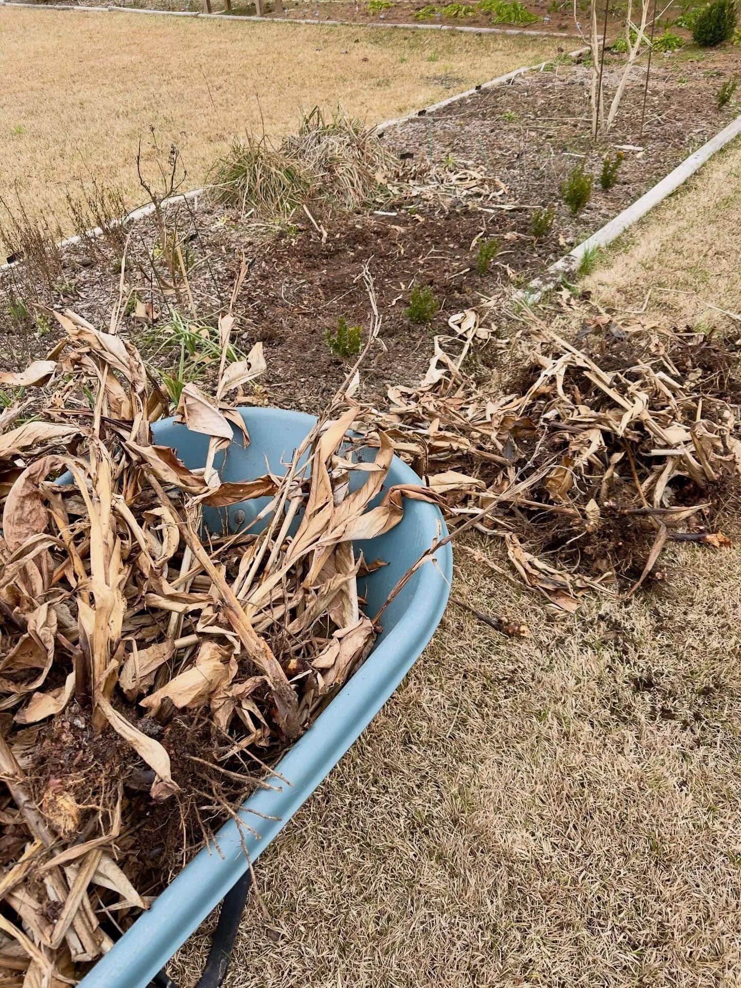 The last of the weedy canna has been ripped out of the ground. It put up a hell of a fight. I bet I missed a piece.