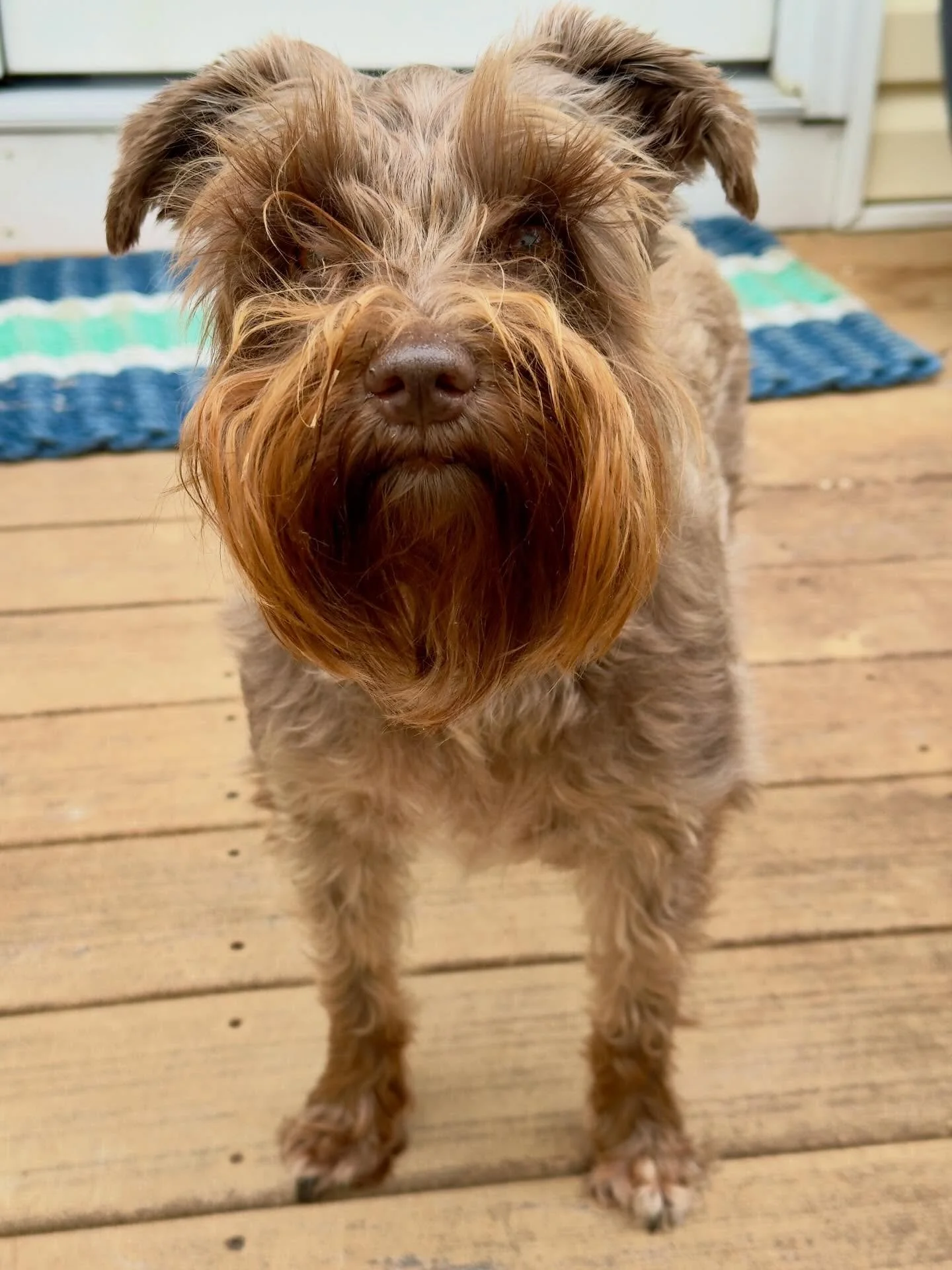 Sophie wondering when we are going back inside. She needs her mid-day nap 😂