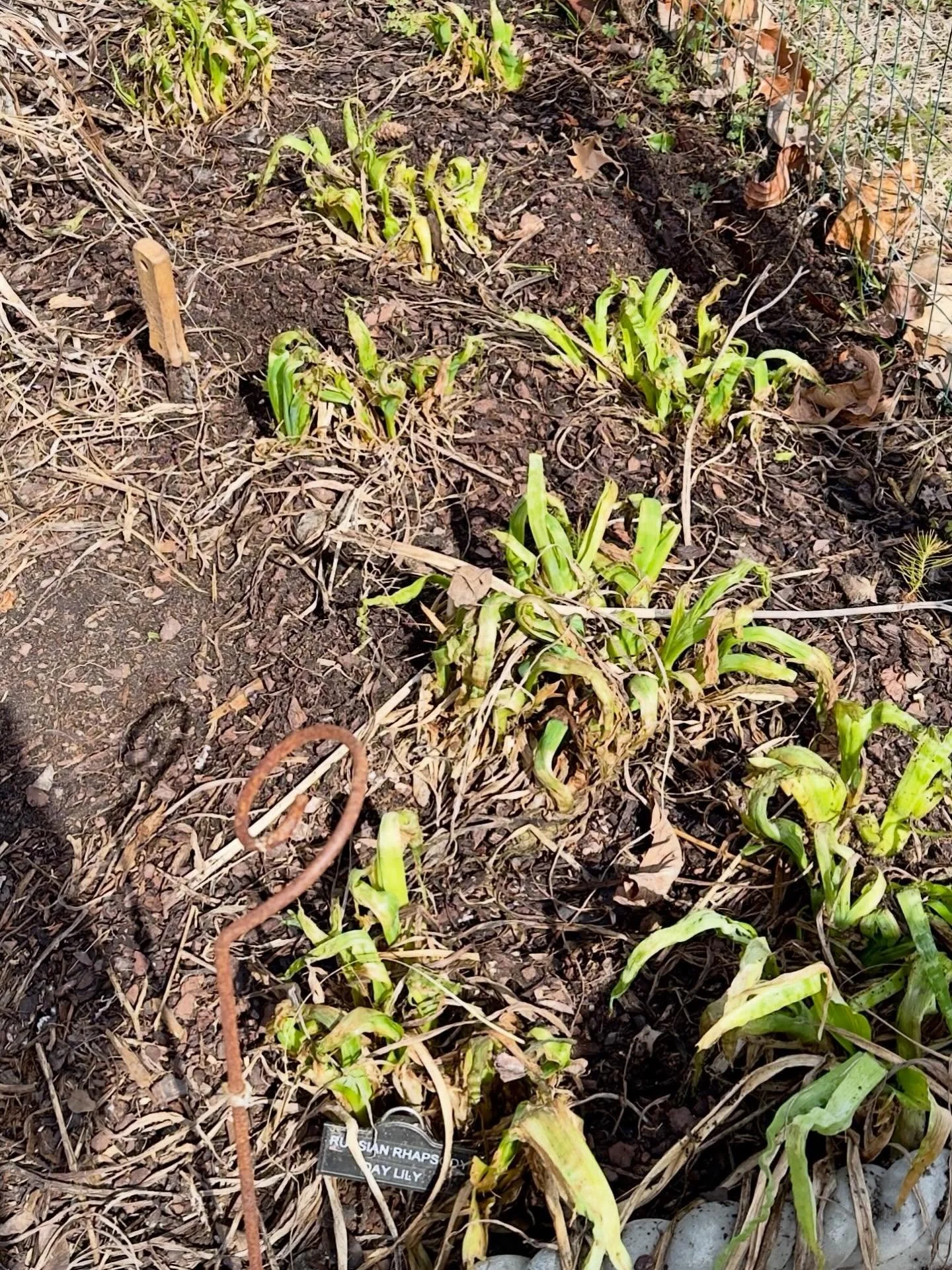 Started cleaning up the day lilies.