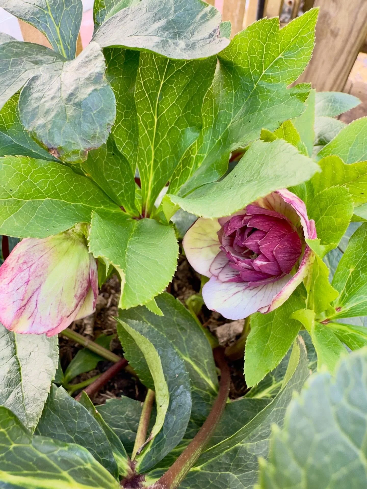 First hellebore flower of the year 😁