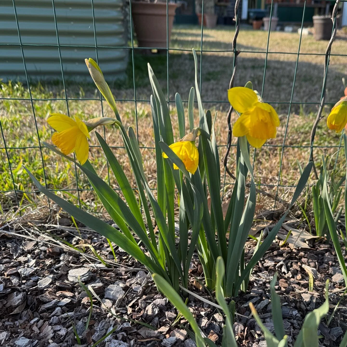 Daffodils are starting to open 😁