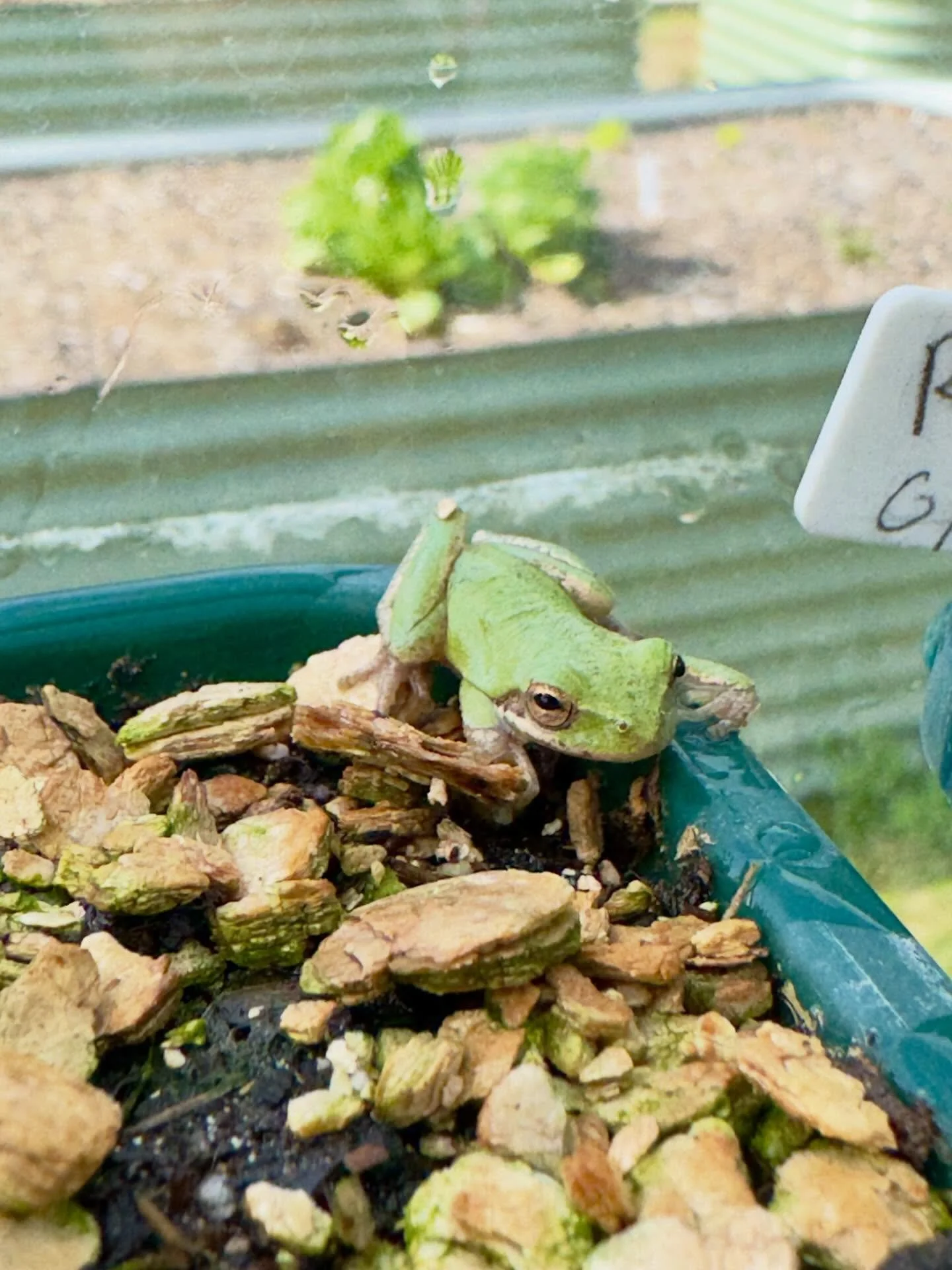Tree frog in the greenhouse 🐸
