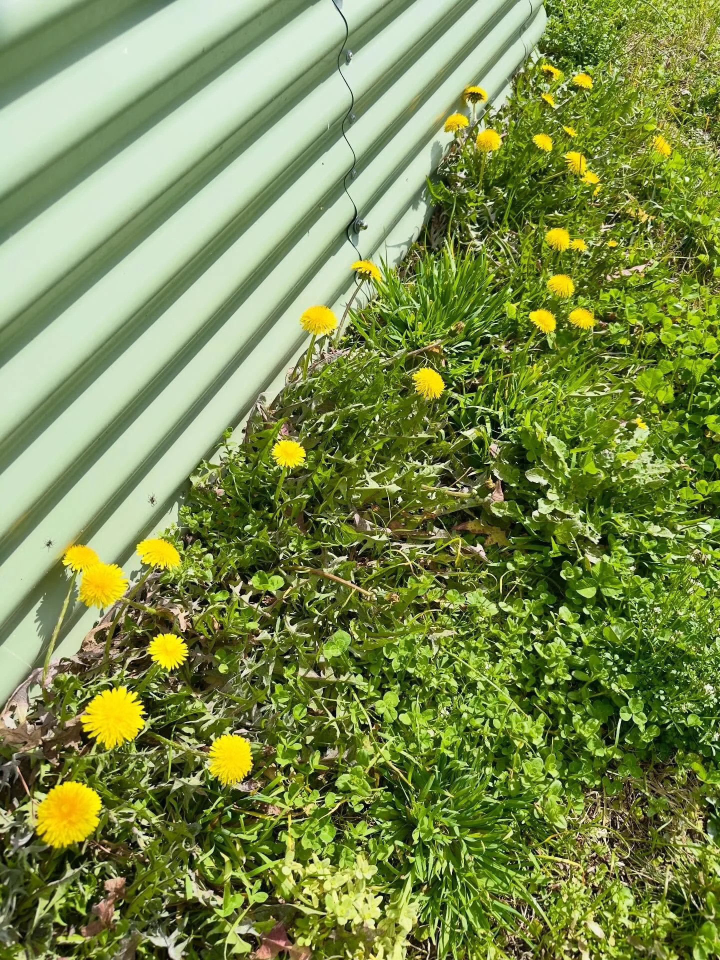 Weeds, sure. Food for the bees starting to wake, yes.  I will leave them for now.