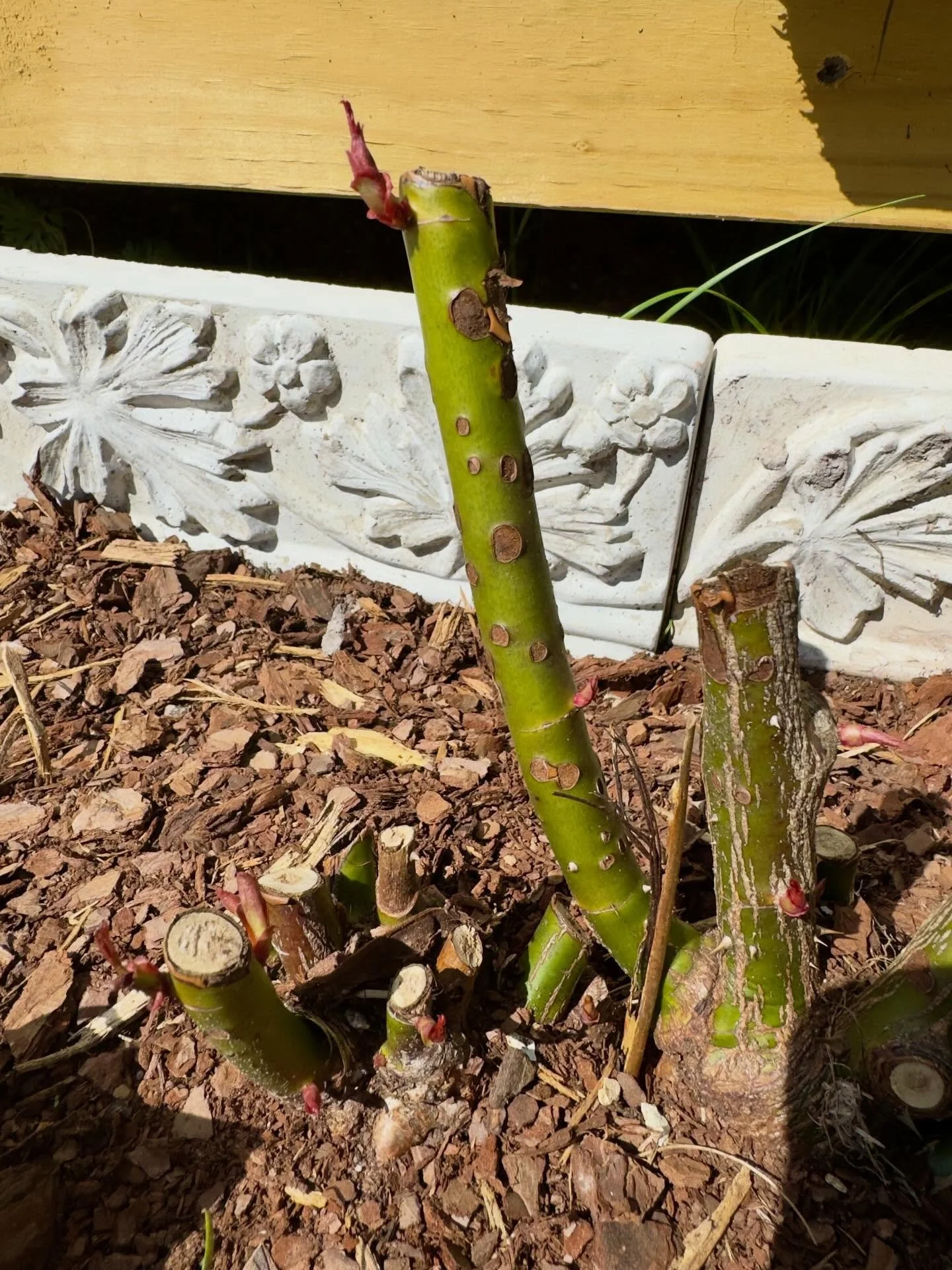 New buds on my transplanted climbing rose. 😁 looks like I didn&rsquo;t kill it after all!