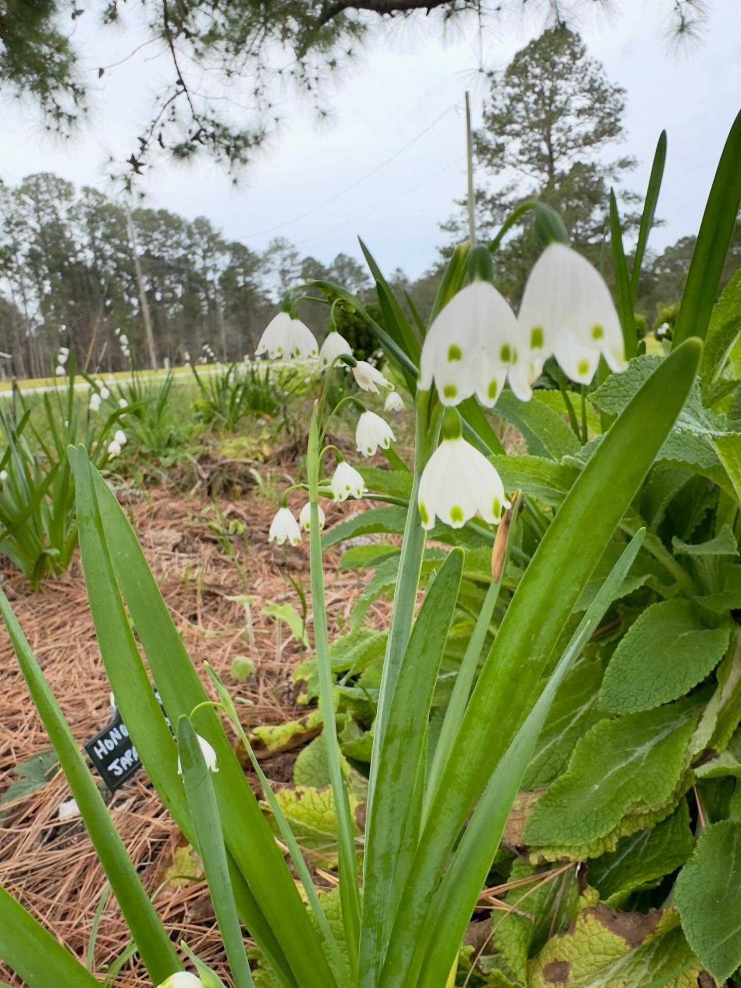 Snowdrops n the flower garden.