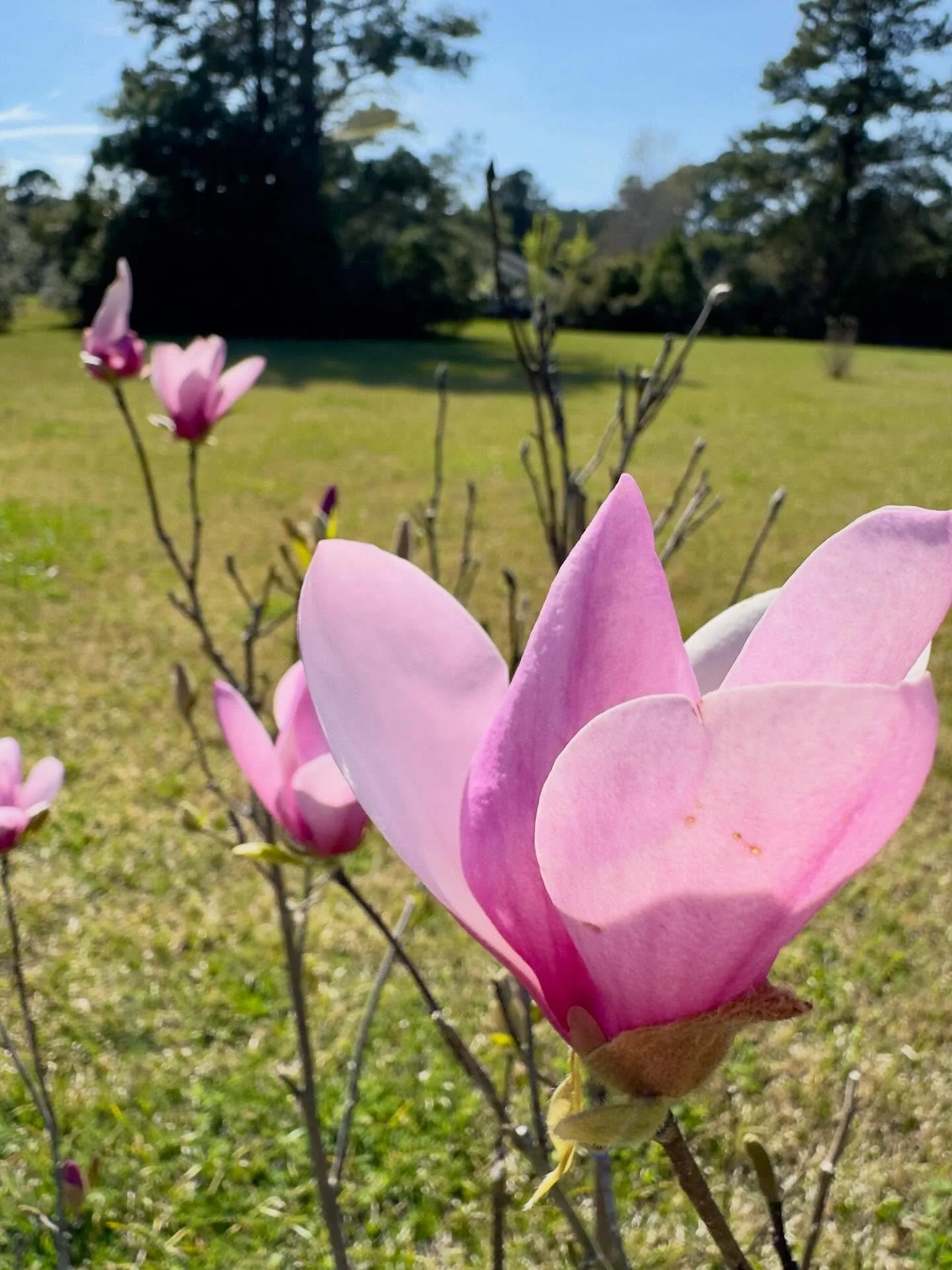 Jane magnolia flowering