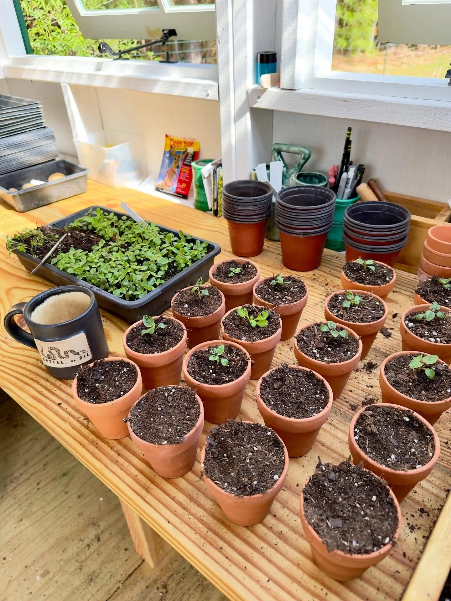 Glorious morning up potting snapdragons