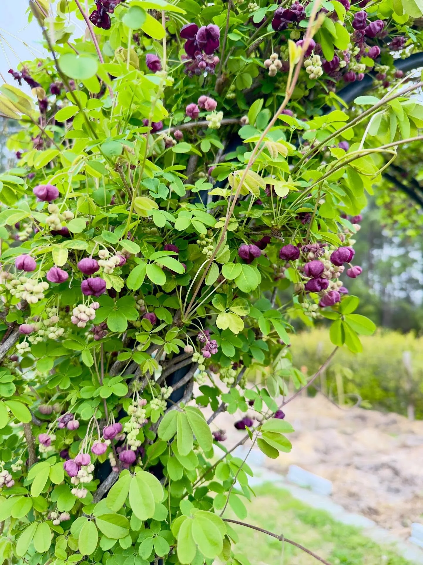 Chocolate vine flowering
