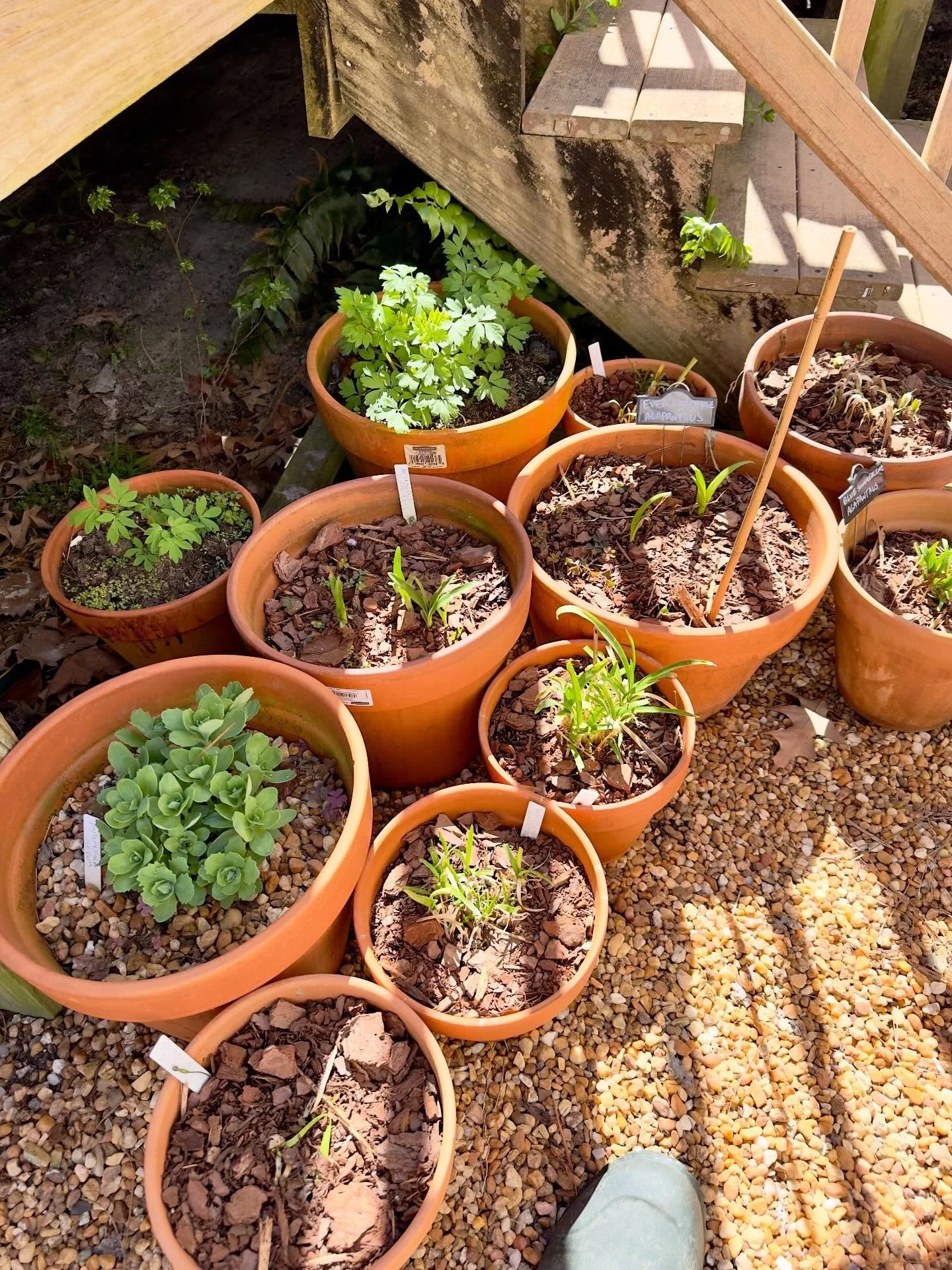 Pots by the back door filled with agapanthus, and bleeding hearts!