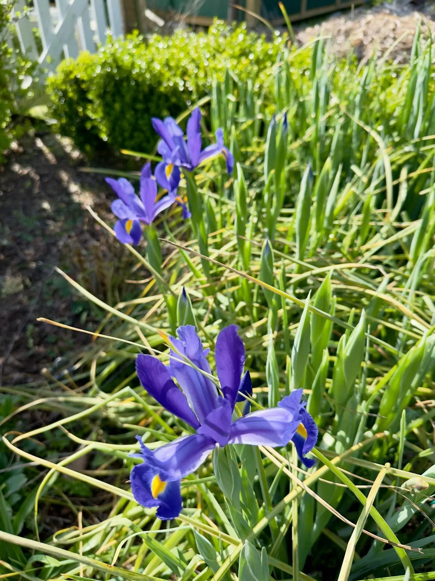 Dutch iris beginning to open