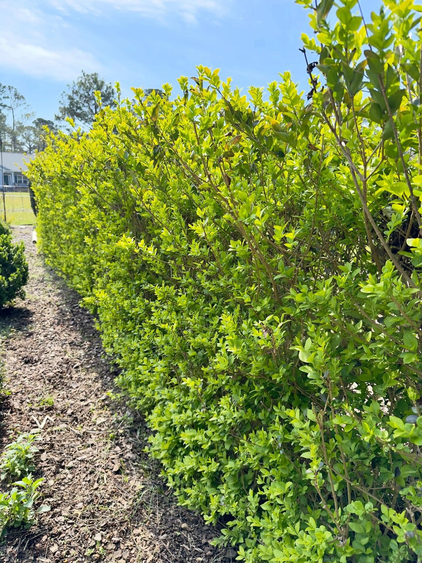 Hedge in rose garden filling out.  Another month and I&rsquo;ll give it a trim.