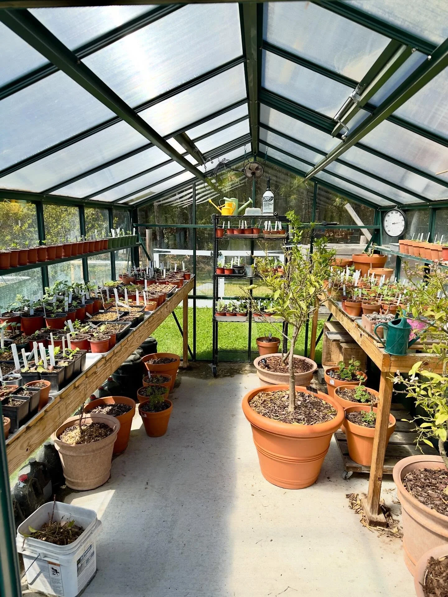 In 2-3 weeks, the greenhouse will be empty again.