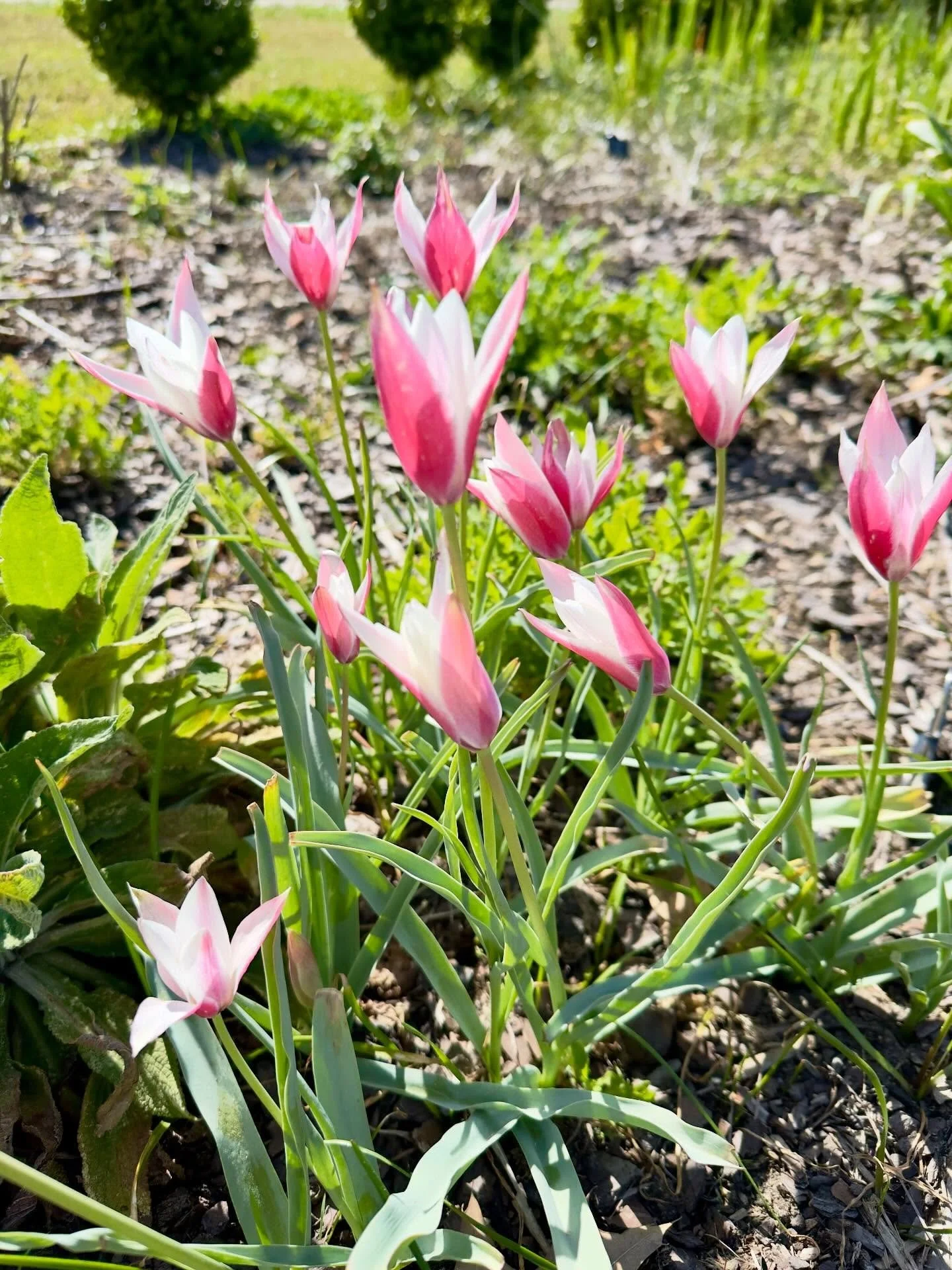 Peppermint stick wild tulip