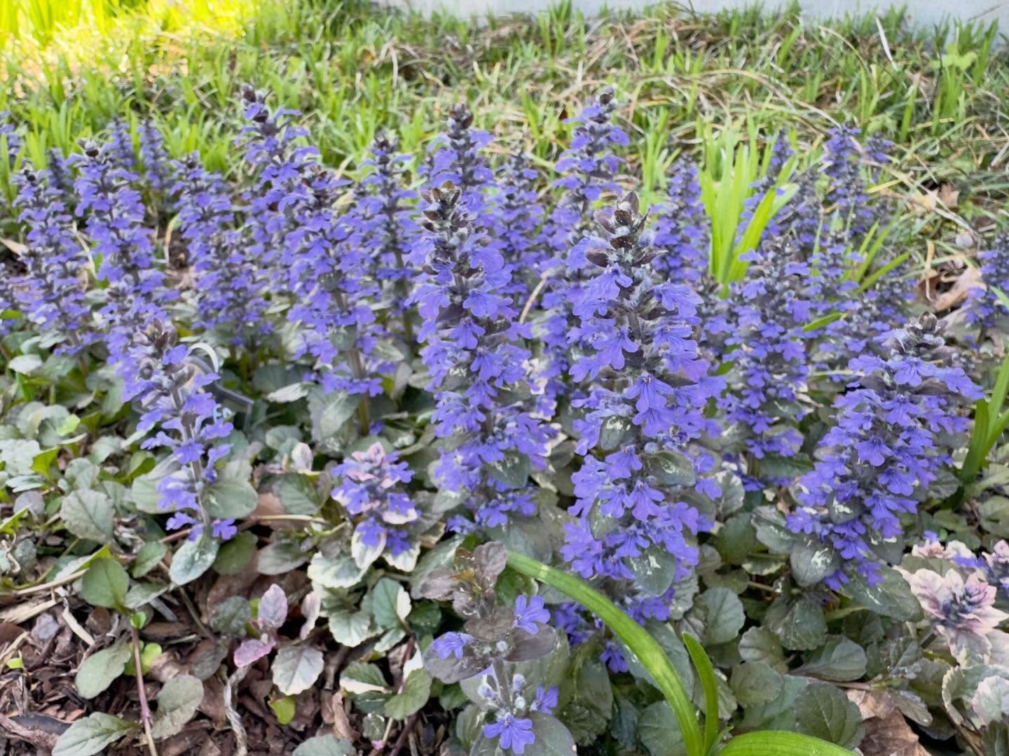 Bugleweed in full flower