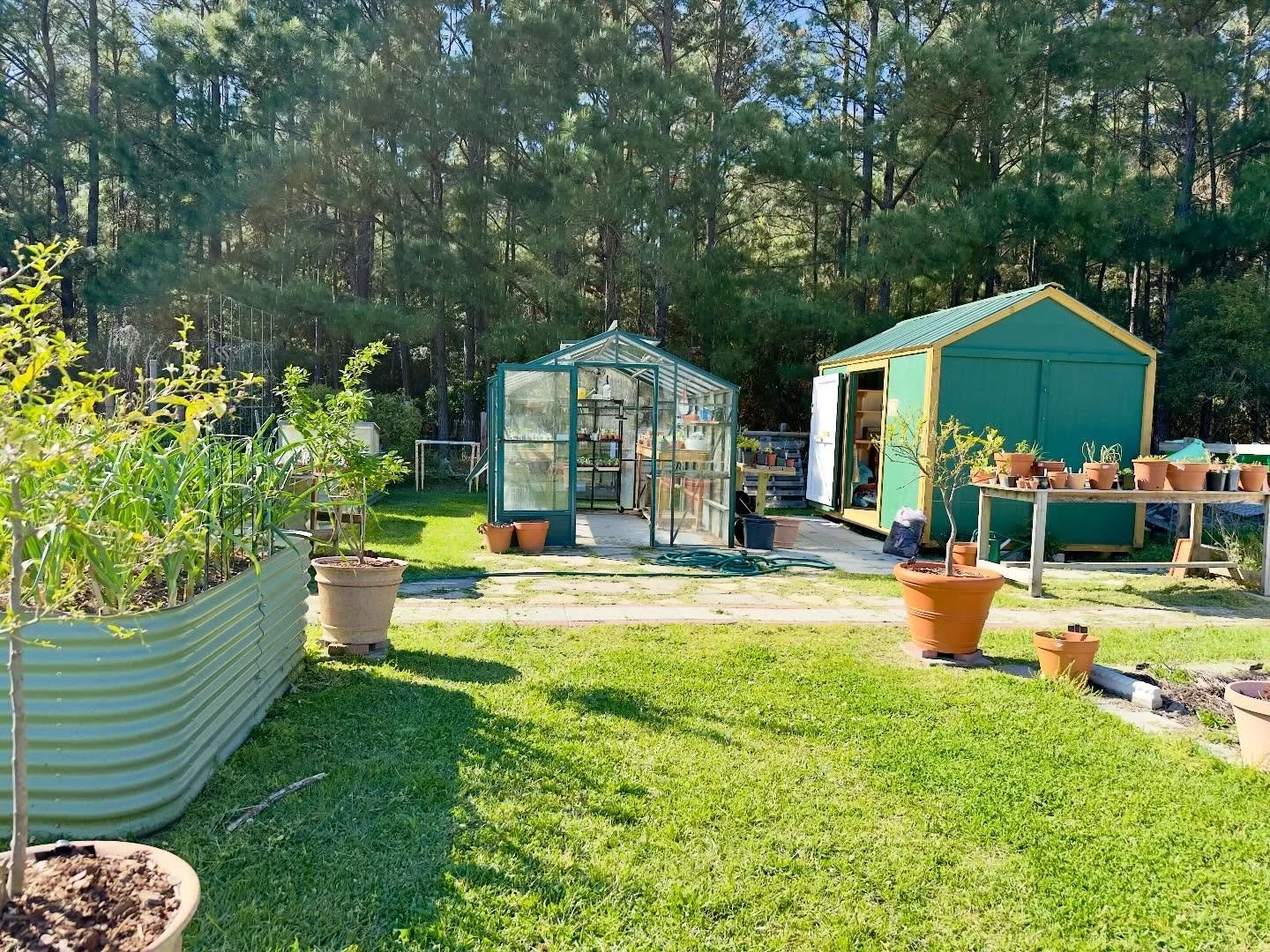 The citrus trees back in their spots