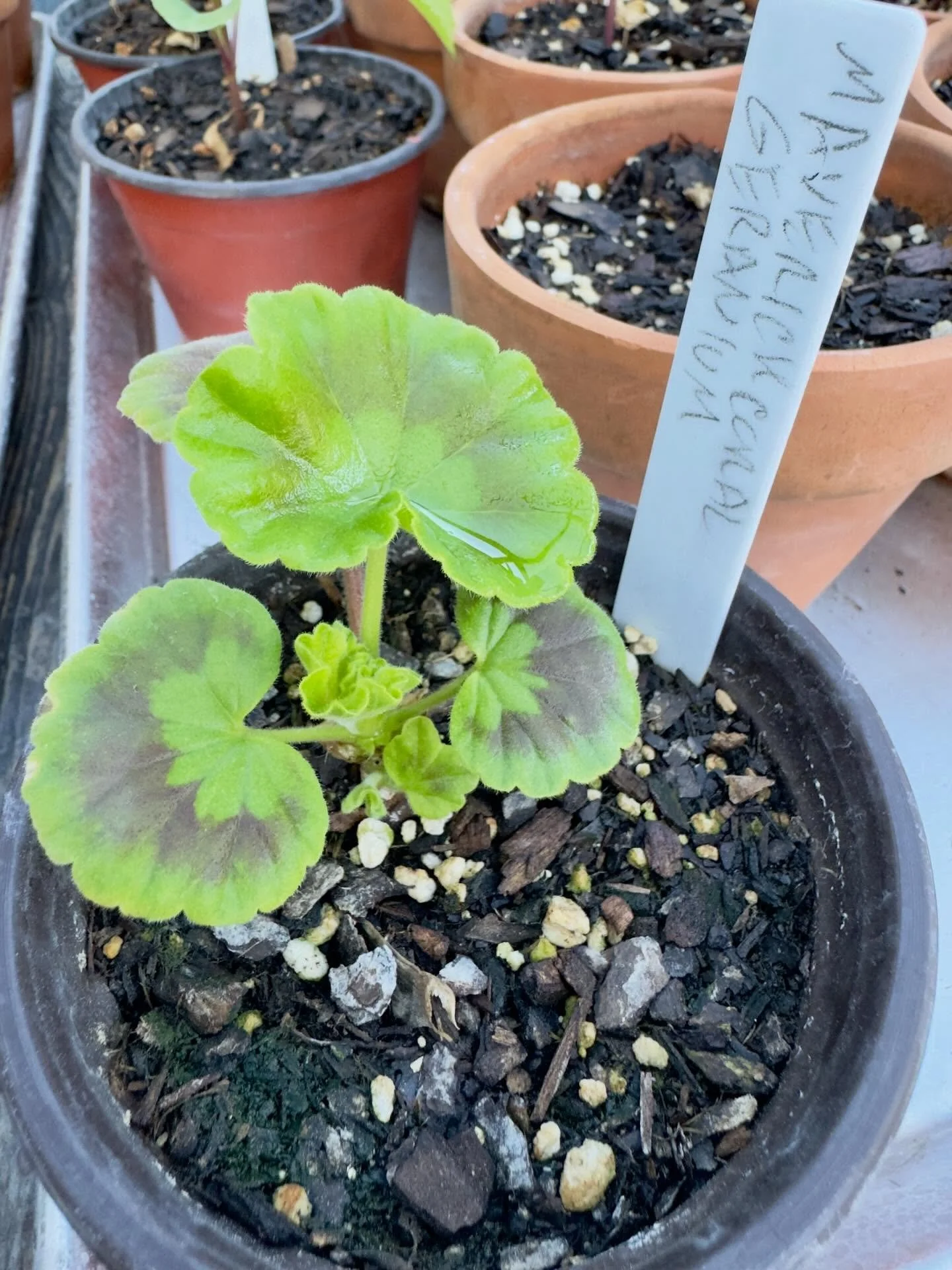 Cutting I took a few weeks back is growing well