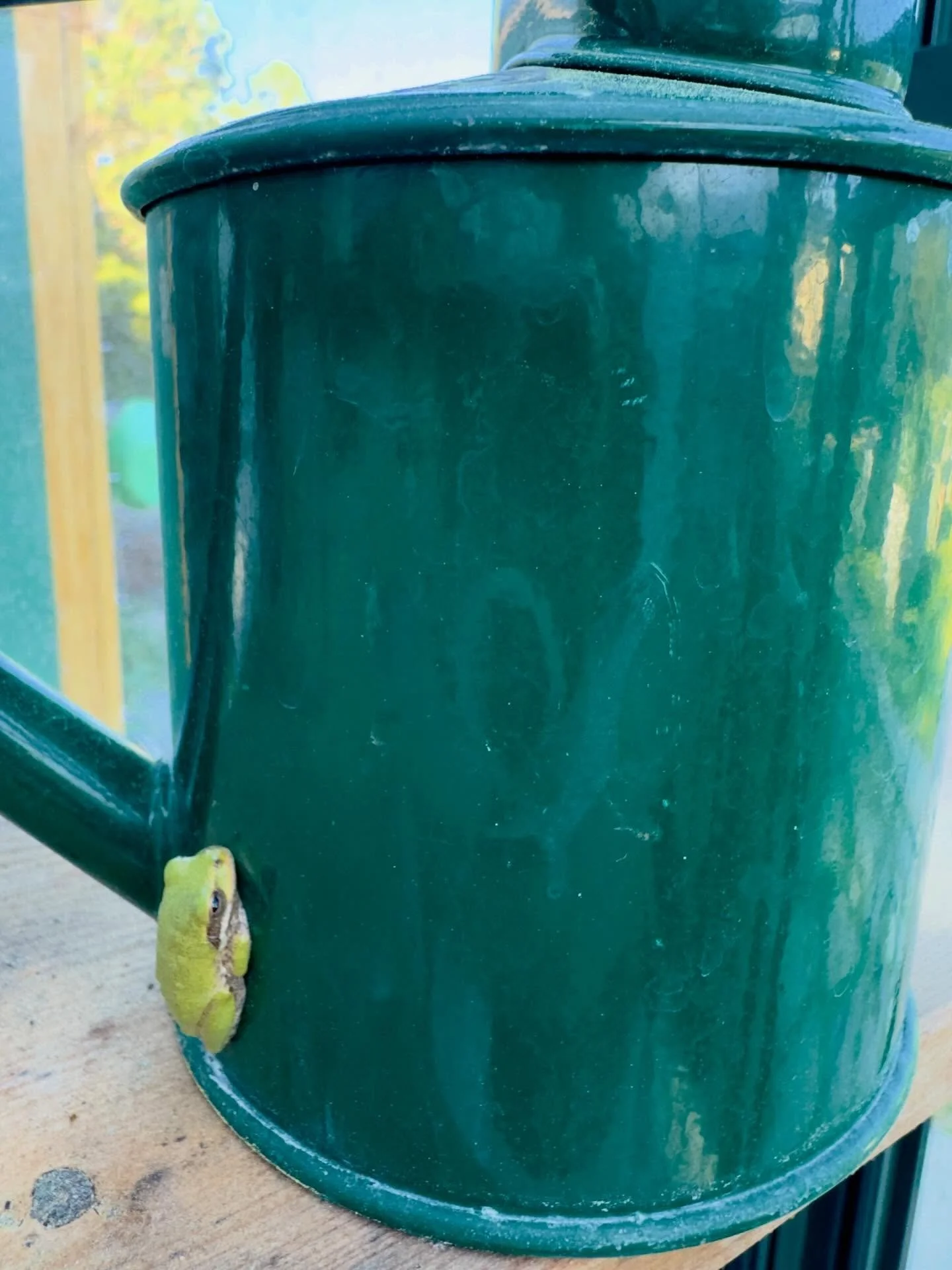 Tree frog hanging out